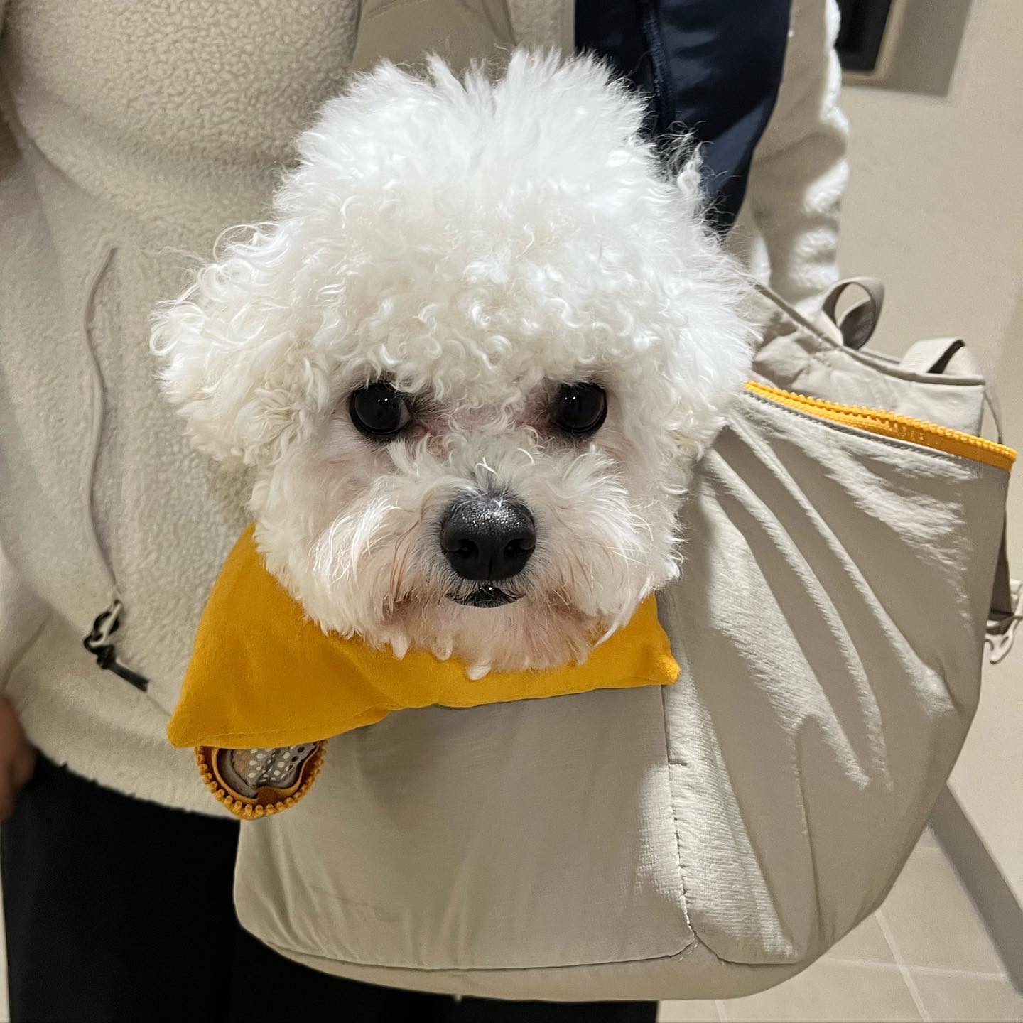 산책 하루에 두번나가는 몽글이🐕
