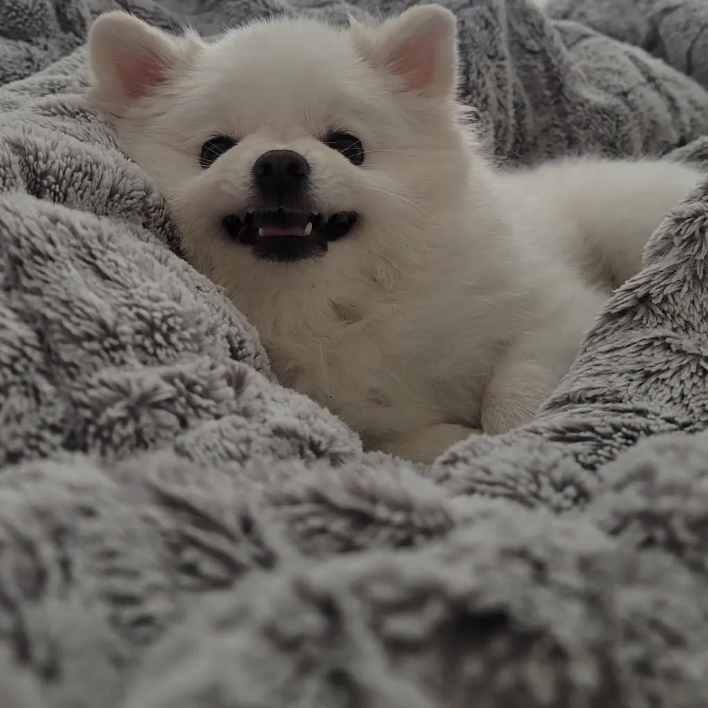 왜이렇게 화가 나셨어 또

#단비일상 #화가났개 #멍팔맞팔