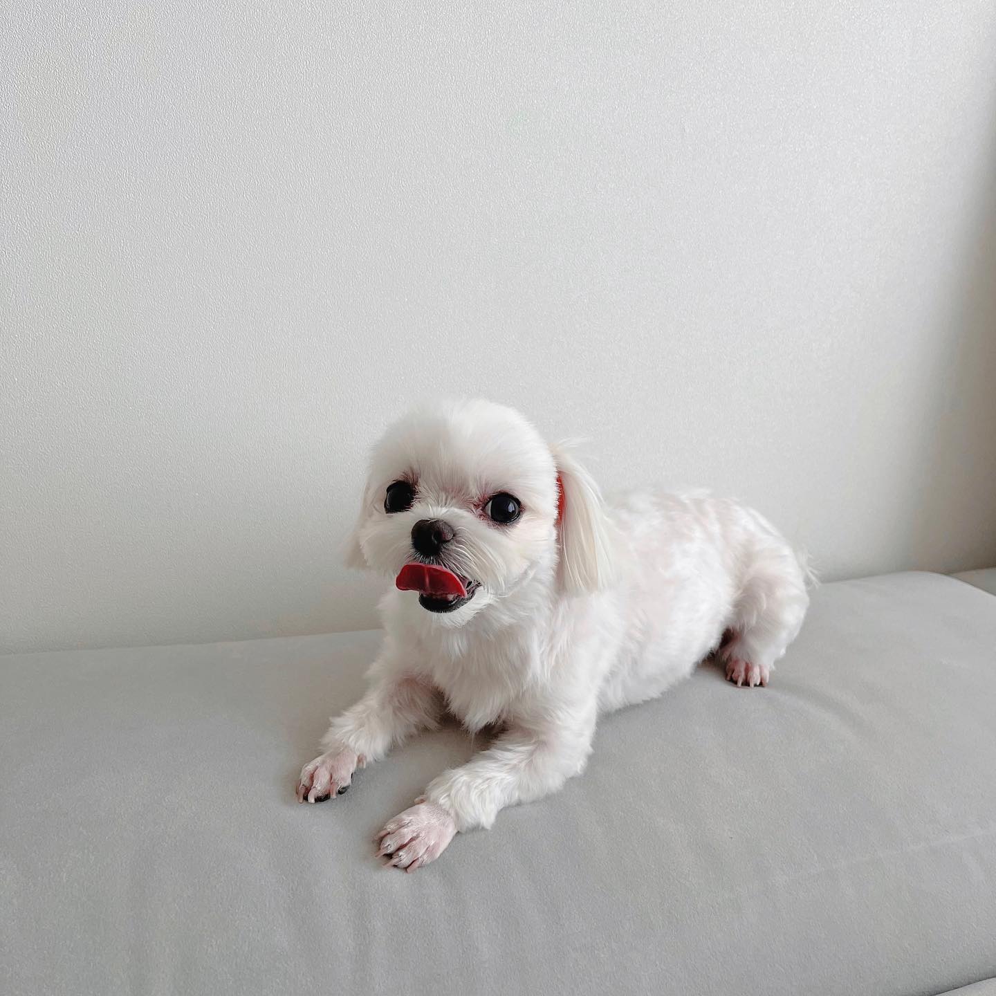 ഒ⠀아직도 넘 아가 같은데
오늘은 울 땅콩이 태어난지 5년 되는 날
Ssㅏ랑해 내 강아지야 🥳🤍

#2월22일 #생일
#말티즈