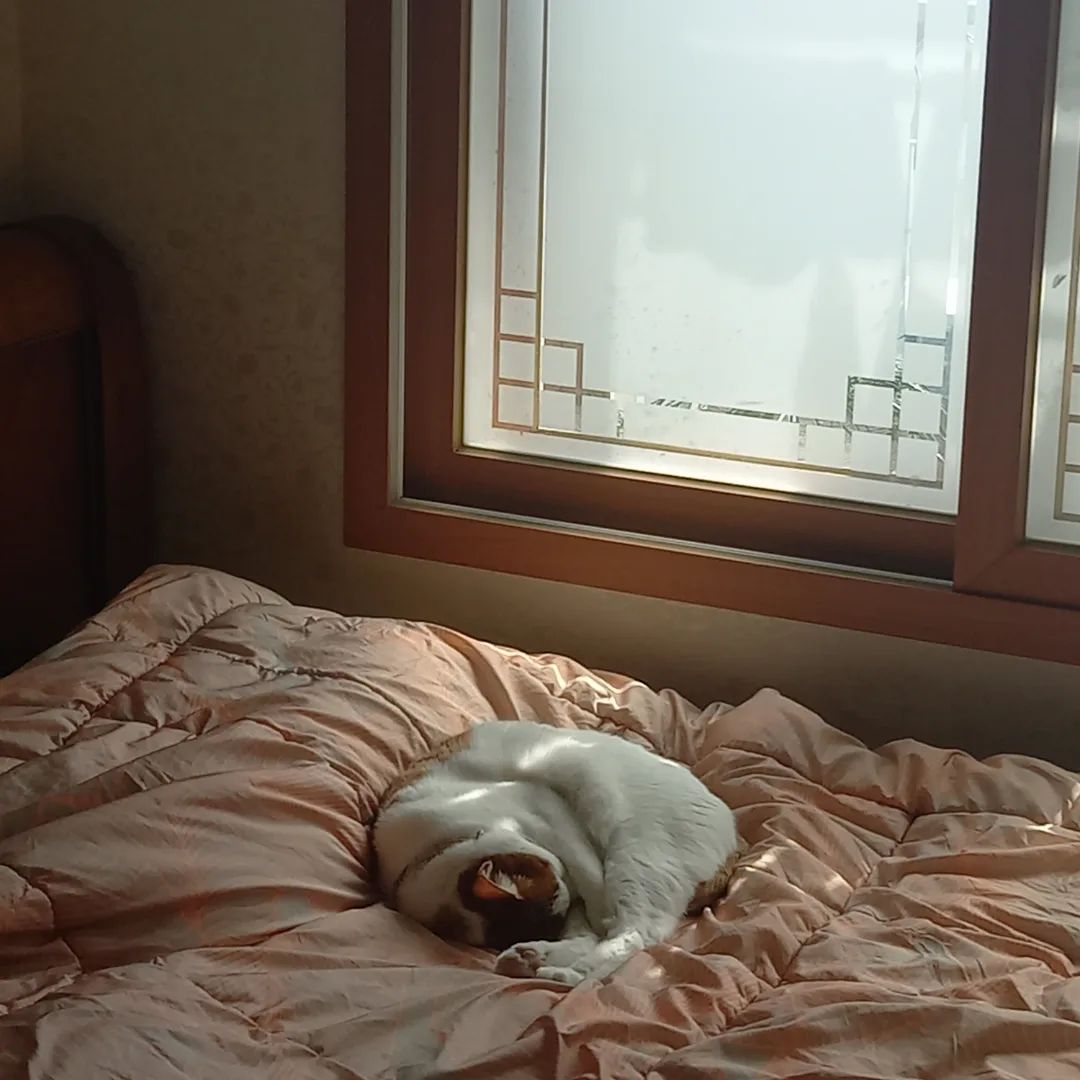 동그랗게 자는 것도 예뽀
일광욕하는 것도 예뽀
엄빠집에서 데려오고 싶다 증말
#냥스타그램 #고양이일상 #고양이목욕