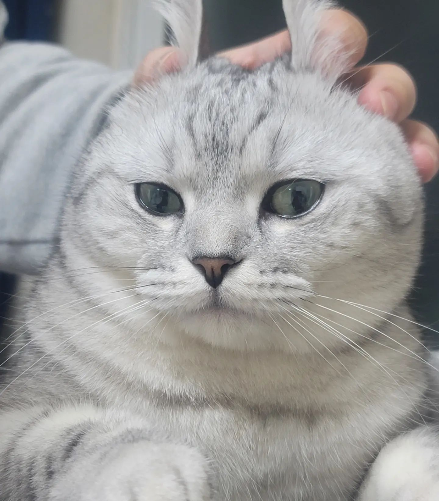 토깽이 앵심이
폴드 앵심이
ㆍ
ㆍ
ㆍ
ㆍ
#고양이
#냥이
#캣스타그램 
#캣
#캣그램