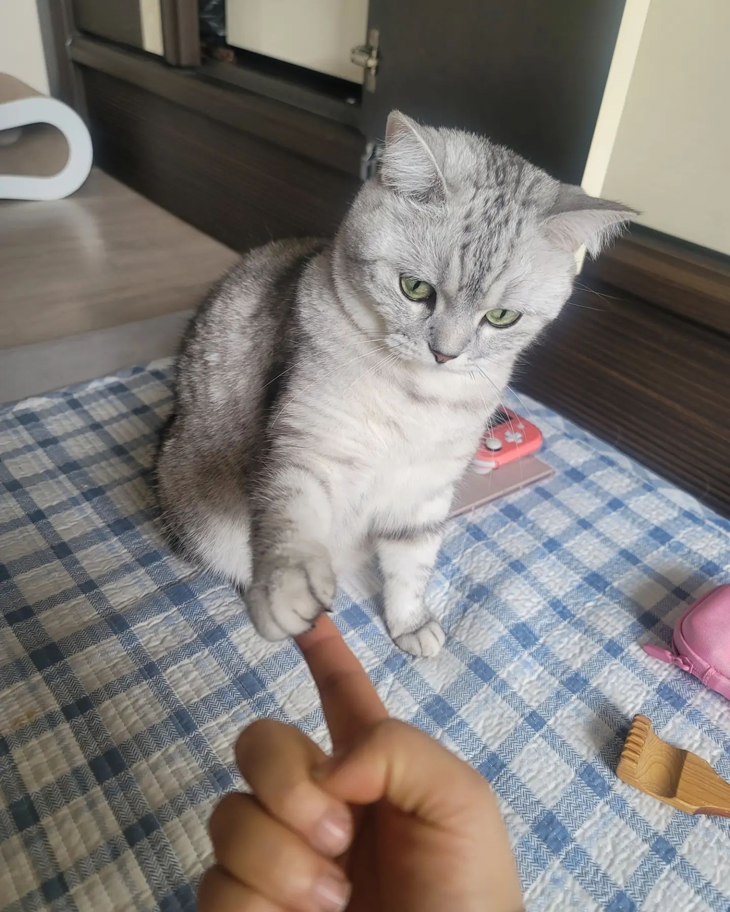 트릿으로 인한
강제적인 교감
ㆍ
ㆍ
ㆍ
공휴일이라서
행복해요
ㆍ
ㆍ
ㆍ
#고양이 #냥 #캣스타그램 
#cat #cats #집사스타그램 
#집사생활 #집사맞팔
#♡ #팔로워 #캣그램