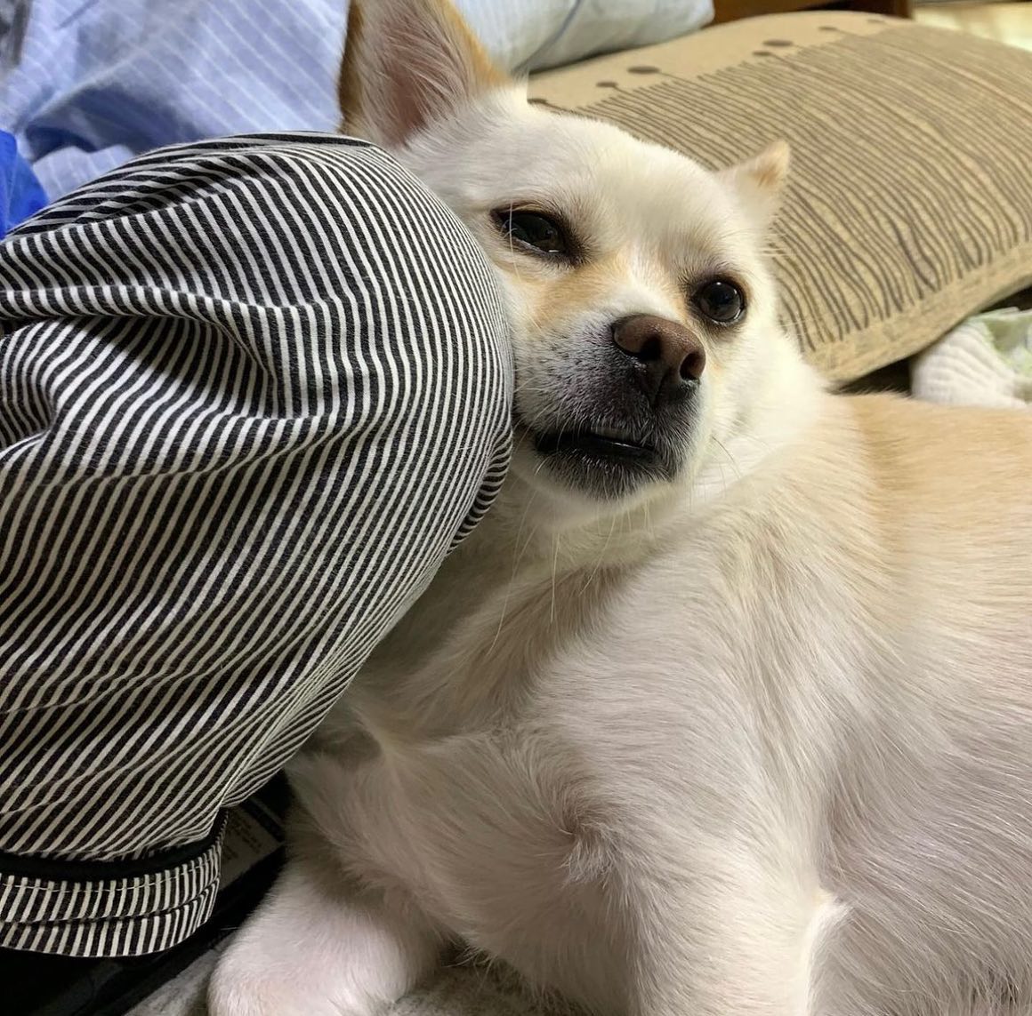 누나한테 기대서 자는거 좋아함💛

#띠우롱  #멍스타그램 
#강아지일상 #강아지