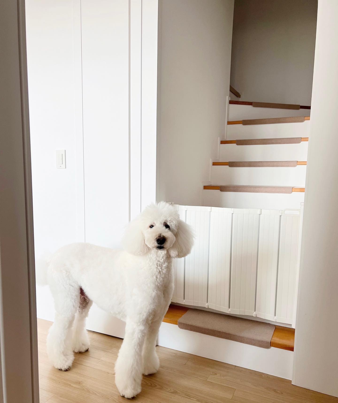 내눈엔 아직도 아기
13살이 아니라 3살 같아
엄빠옆에서 항상 아가처럼 있어줘
모모도 잘 지켜주고❤️
똑똑한 갱얼쥐라 항상 쉬마려우면 저기에 서서 집사 부름 ㅋㅋㅋㅋㅋㅋㅋ
원치않은 포토스팟 🤣
더 많이 사랑해줄게 
그치만 목욕미용 너무 힘들다
ㅋㅋㅋㅋㅋㅋㅋㅋㅋㅋㅋㅋㅋㅋㅋ
그 나이면 알아서 씻고 말리기 가능한거 아니니
.
.
.
.
.
.
.
#복층 #스탠다드푸들 #standardpoodle #poodle #푸들 #자이언트푸들 #임신6개월차 #테디베어컷 #매우힘듬