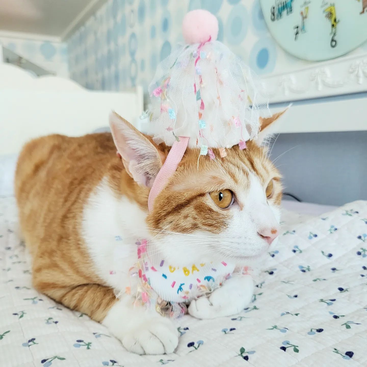#협찬
냥츠에서 고양이 생일 모자와 스카프를 선물해주셨어요!
매일매일 생일처럼 행복하게 보내게 해주고 싶은 노랭이 까망이~

고깔모자 하나 스카프 하나여서 고양이가 두 마리라면 나눠서 입혀줄 수 있어서 좋았어요. 끈으로 묶어주기만 하면 돼서 입혀주기도 간단해요.
입혀두니 우리 까망이 노랭이 귀여움이 레벨업😘

사진도 너무 이쁜데 실물이 더 예뻐요...💖
흑흑 우리 노랭이 까망이 귀여움으로 지구 뿌셔!!!

제가 받아본 제품 중에 제일 예뻐요.
가격도 저렴하니 생일파티 계획 있으신 분들 다들 구매 찐 추천😂

https://smartstore.naver.com/zhuzhustore/products/7198521333?NaPm=ct%3Dlexlel69%7Cci%3Dcheckout%7Ctr%3Dppc%7Ctrx%3D%7Chk%3Dcdcaabe04735cfc22ff97c1d55dbc73c823c8c85

#고양일생일 #반려동물생일 #강아지생일 #생일파티 #고양이생일모자 #꼬깔모자