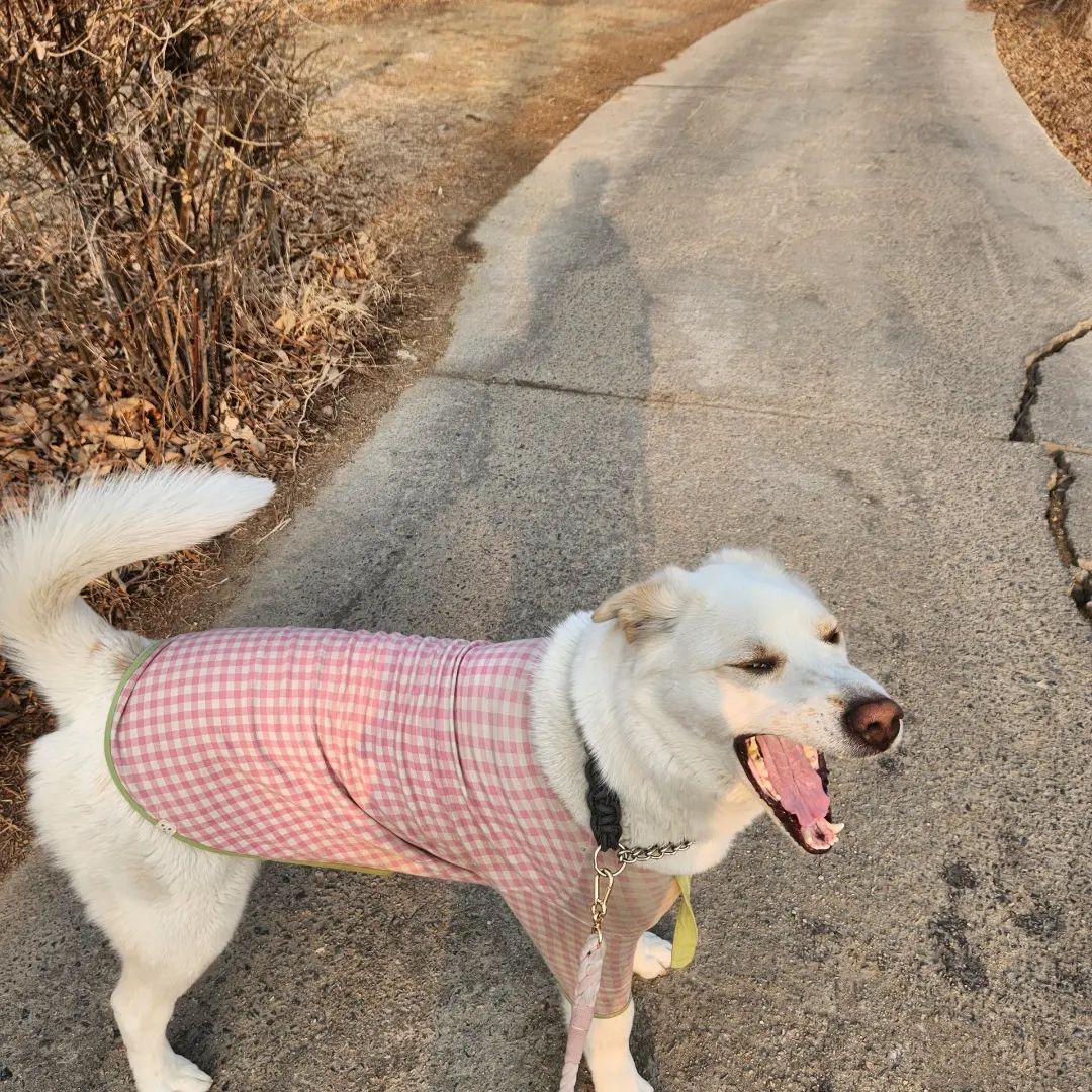 엄마가 보내준 라떼 근황🐶 잘 살고 있군아 보고 싶다 라떼야ㅠㅠ💕