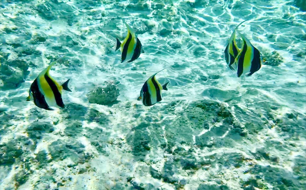 괌가면 여기는 꼬옥 가야하는 부분🐠✨
바닷속에 머리만 넣으면 니모 친구들이 안녕해주는 곳💙

여기는 #괌리티디안 #괌리티디안비치 #괌여행 #괌자유여행 #리티디안 #리티디안비치