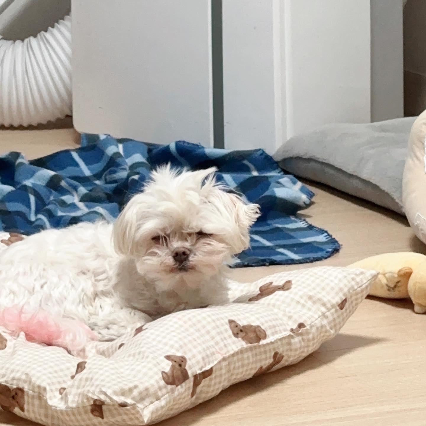 멋진 산책을 한 강아지