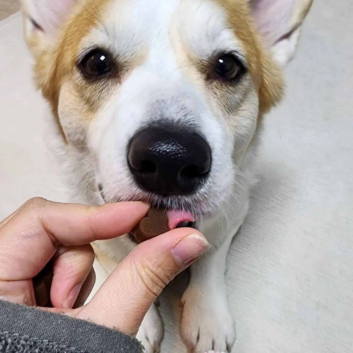 영양제 먹는게 이렇게 귀여운 일이야?
휴 사랑스러워 증말 !

#강아지영양제 #모델필요하신분 #연락주세요
#강아지모델