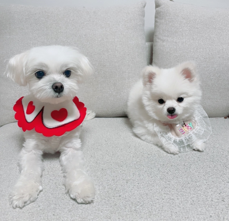 <댕이수랏간-침향기관지청청> 강아지 기관지 협착증 영양제:)