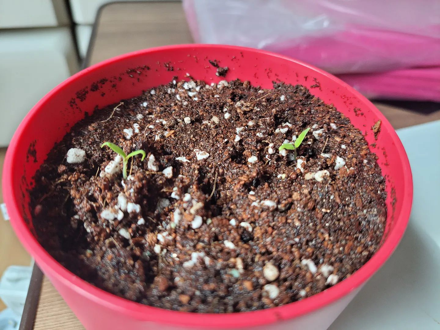 #도전

#방울토마토

도전 방울토마토 키우기🌱

싹은 났다!

#똥손 #식물 #친해지자