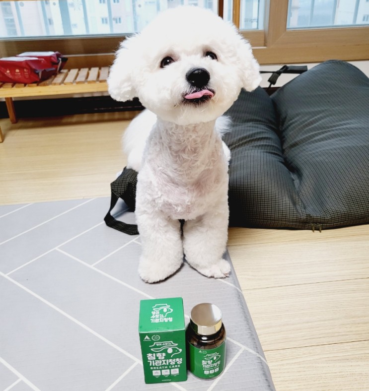 강아지기관지협착 영양제 댕이수랏간 침향기관지청청으로 챙기기