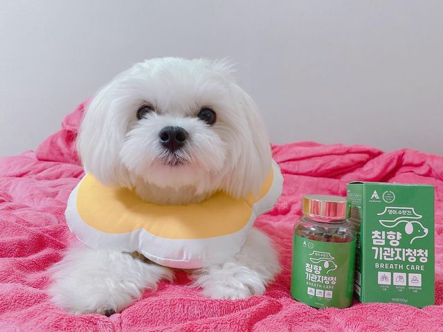 @_amcer0908 on Instagram: "#광고 
🐾강아지 기관지협착증 영양제🐾
 
-거위소리, 켁켁거림, 리버스스니징현상등 각종 미세먼지로 부터 보호

사람에게도 좋은 침향(강력한 항산화물질이 함류 되어 있어서 면역력에도 좋은 영양제💊

#광고#강아지영양제#강아지기관지영양제#강아지#거위소리#기관지협착증"