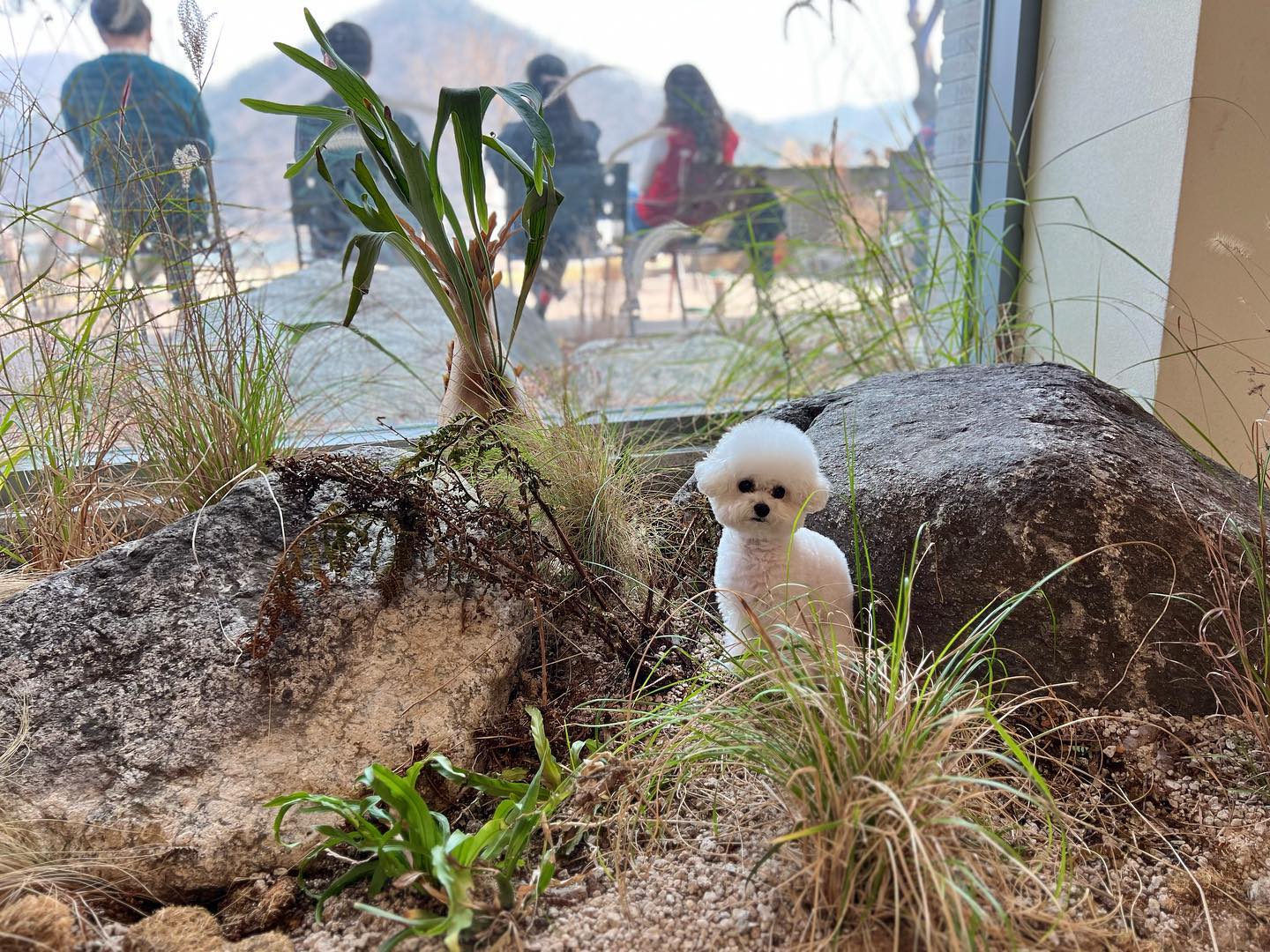 오랜만에 놀러왔다
#카페화백 #화백카페 
목줄 없으면 유모차가 있어도 안된다는 직원 말 듣고 이해는 되는데 말투가 꼭 저래야되나
기분 나빠져서 온 로이테는 너무 예뻐서 
다시 기분 좋아짐

#오래도안가 #왠지반려견이없더라 #어이없는 #저게무슨동반카페

오랜만에 올리는 우유🤍