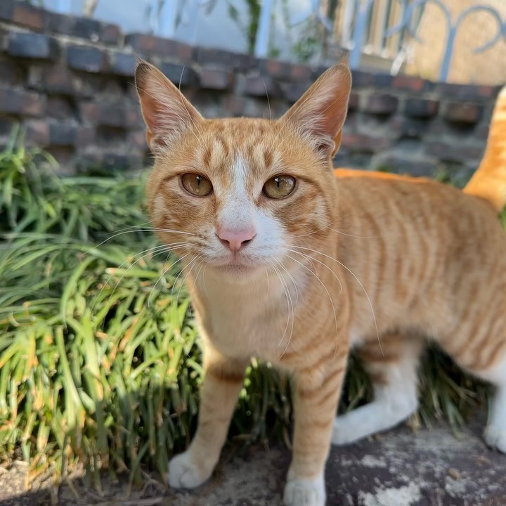 🐱