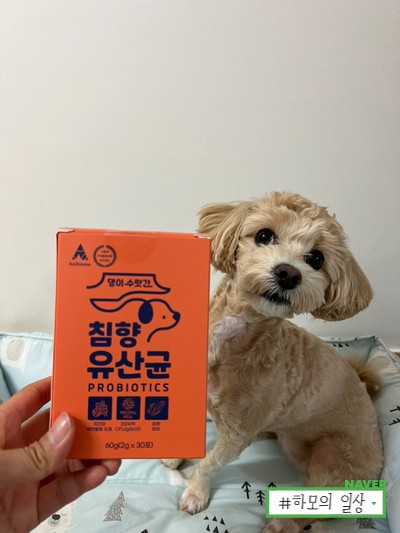 <댕이수랏간 침향유산균> 강아지 유산균 추천!
