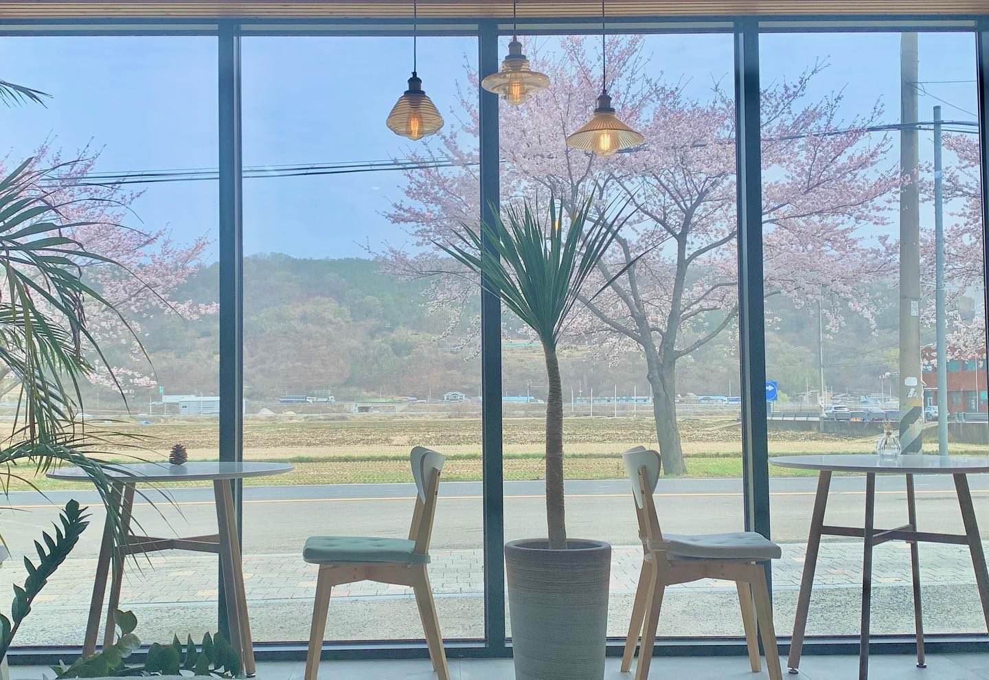 여러분~?
하루 아침에 벚꽃 다 펴버렸어요!! 
오늘부터 벚꽃 시즌이에요!!
얼른 오이소로 오이소🌸

#건천카페 #벚꽃 #경주벚꽃 #경주벚꽃실시간 #경주실시간 #경주카페 #신경주역 #경주라떼맛집 #경주커피맛집 #경주카페추천