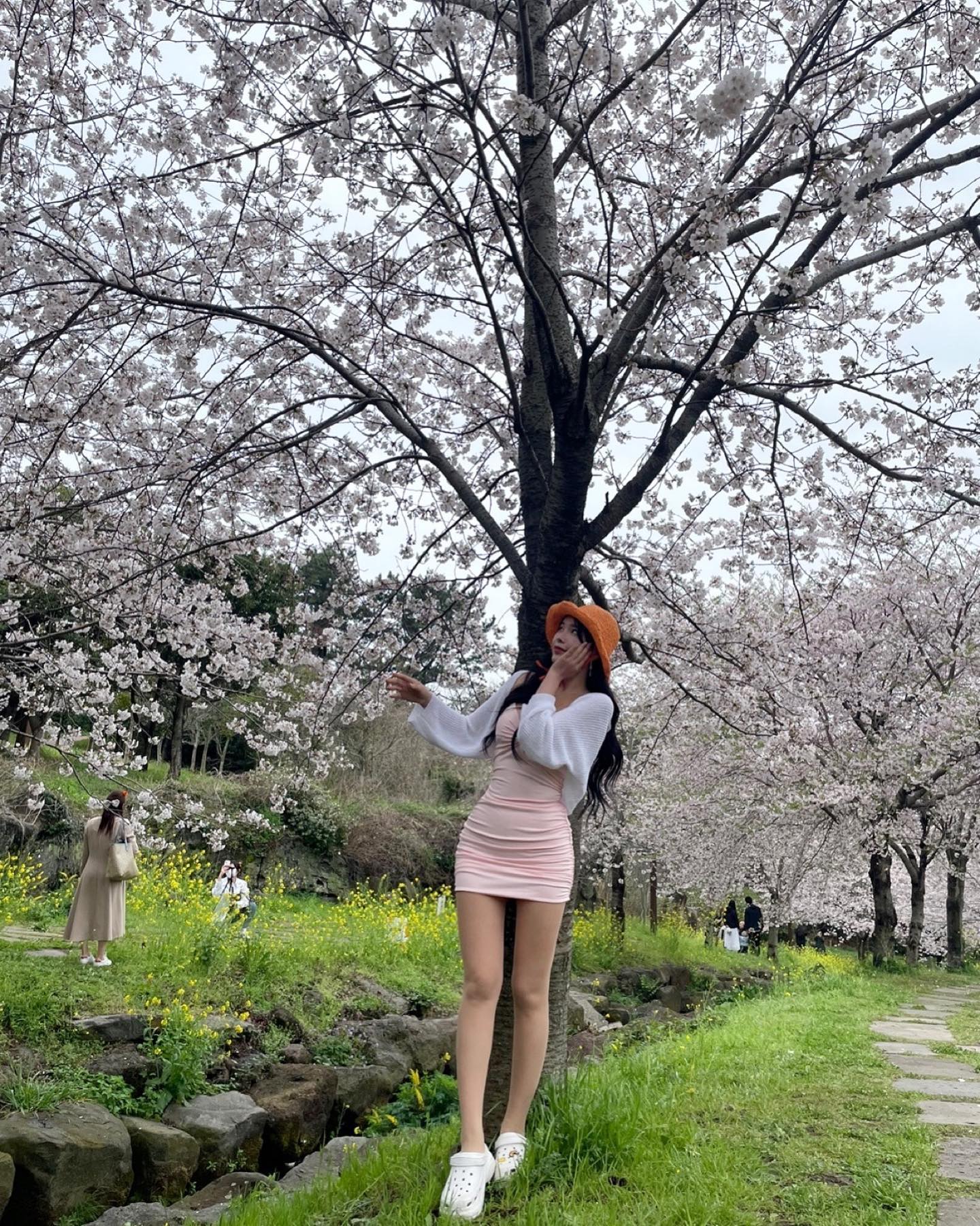 벚꽃보러 제주도  날씨미스😰