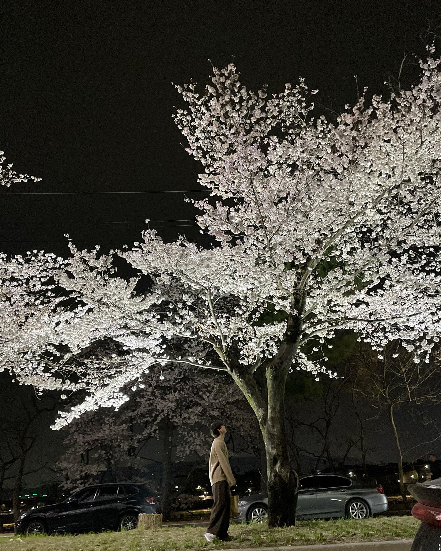 경주는 벛꽃핌 김포는 어떰? #벛꽃