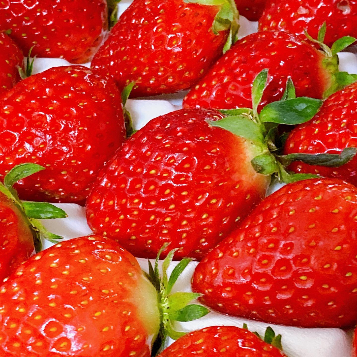 #설향딸기 #햇설향딸기
지금은 상콤하고 달콤한 딸기의 계절!!🍓🍓
산지직송으로 바로 받은 딸기는 신선함 그 잡채였어요🥰
설향딸기 비싸다고만 생각했는데 42구 가성비 구성도 판매중이라 저렴하게 🍓딸기🍓왕창 먹을 수 있어서 좋았답니당!!
디저트용으로 구매하실 예정이라면 42구 추천~~❤️❤️
📍구매는 요기서!!👇🏻👇🏻
https://m.smartstore.naver.com/strawberryfarm/products/7674738480?
.
.
.
#딸기추천 #달콤팜 #딸기 #달콤팜딸기 #딸기청 #잼딸기 #설향 #생딸기 #선팔 #맞팔 #좋아요 #좋아요반사 #팔로우 #팔로우반사 #좋반 #좋아요테러반사