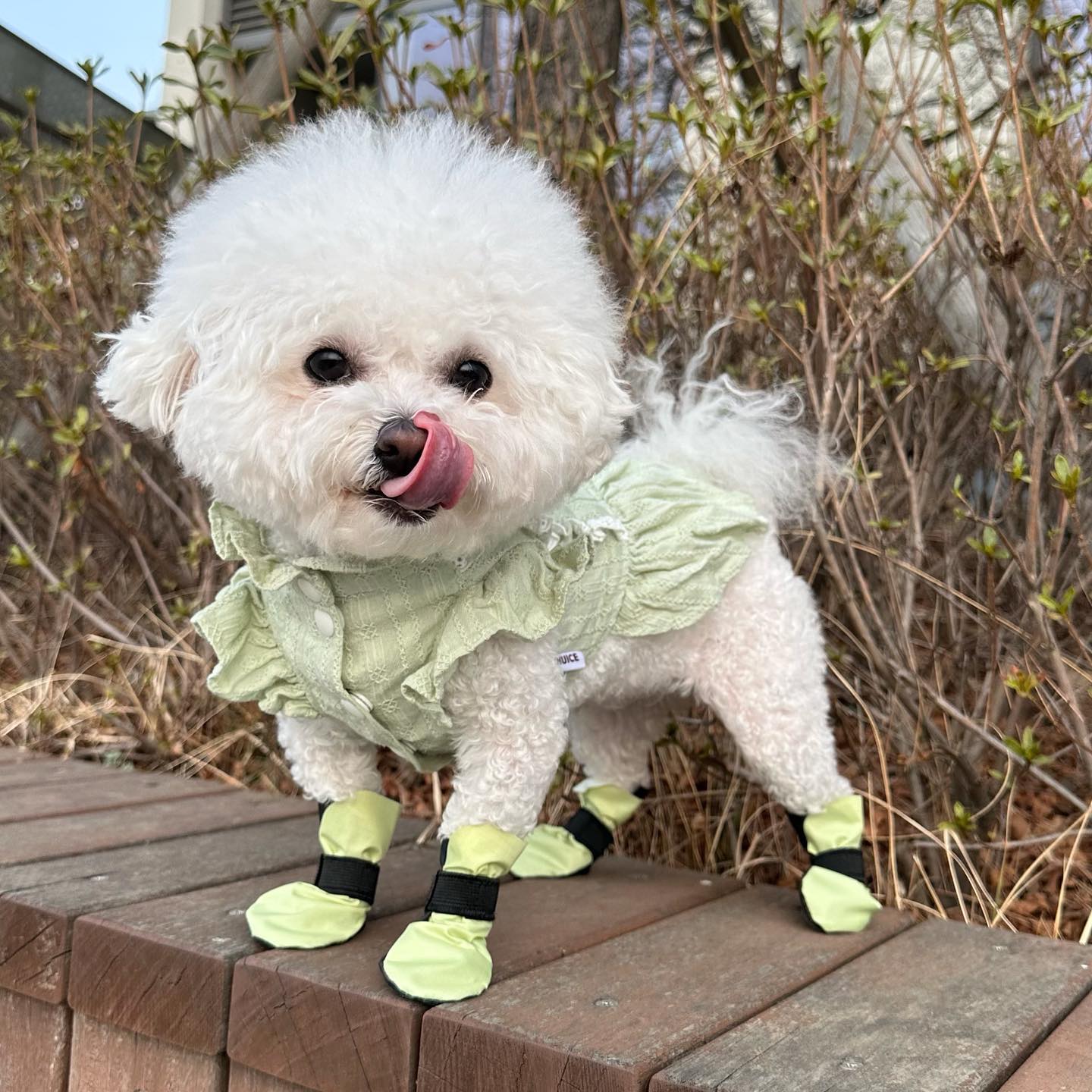 칭구들🐻‍❄️
주말이 끝나가는 구만
젤리가 최근에 산책하면서 발에 벌레도 물리고
나뭇가지에 찔려서 상처나고 해서
발을 보호하기 위해서 신발을 가져와 봤어🤘🏻
💚포포스💚
-이물질과 먼지로 부터 보호
-여름에는 지열효과
-겨울에는 염화칼슘으로 보호
-가벼워서 사계절내내 착용가능
-사이즈도 다양
-찍찍이로 착용 편함
-가벼운 무게

강아지 신발 신기면 뚱땅뚱땅 거리는데
젤리는 바로 적응해버렸자노👻
젤리처럼 발 보호원하는 댕댕이들
포포스신발 신어보쟈구🩴

#업체로부터 제공받은 제품입니다
#강아지신발 #포포스신발
#강아지신발 #애견신발 #반려견신발 #염화칼슘 #반려견 #디자인특허 #강아지용품 #강아지산책용품 #포포스신발 #다회용 #산책 #일회용 #포포스