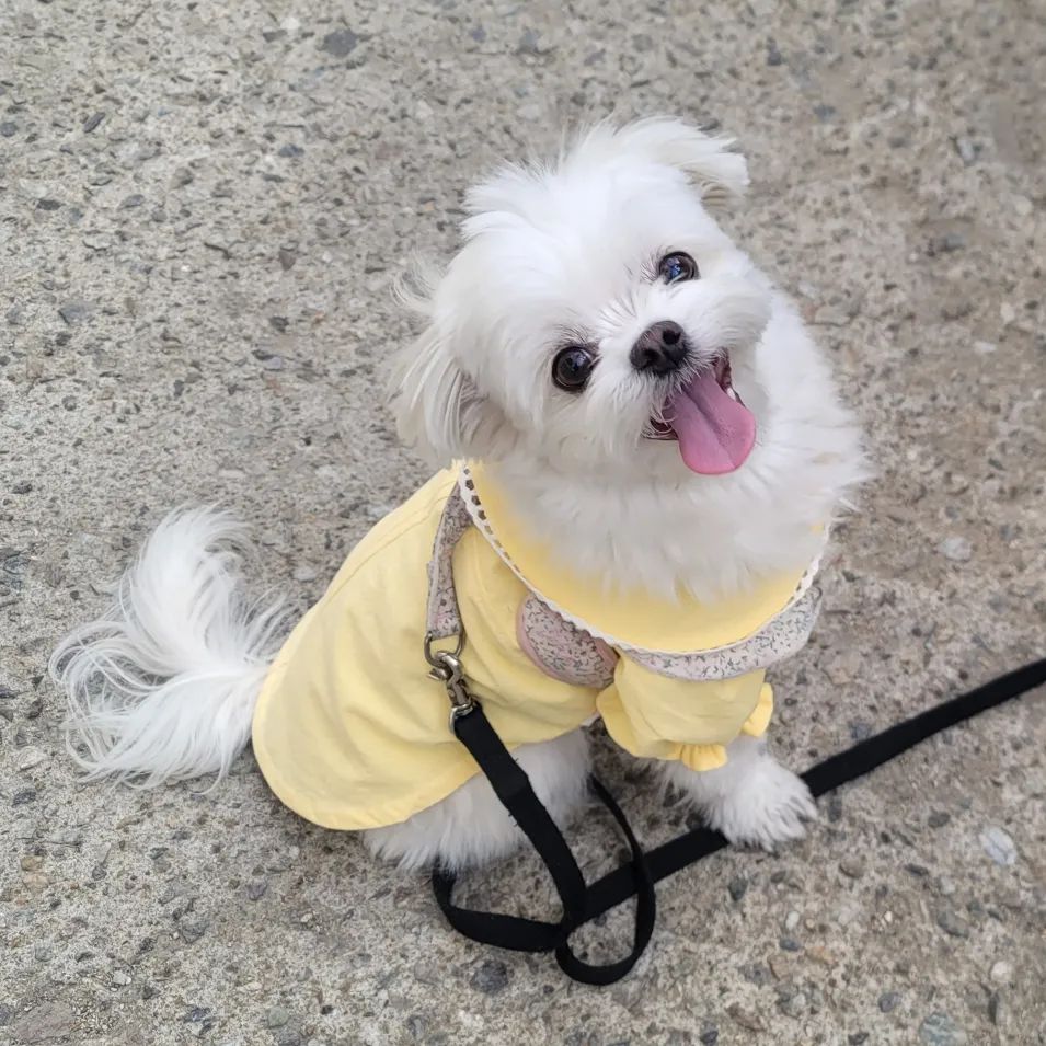 무표정상 둥이가 웃는 계절이온다😛
온니야랑 한강나들이 가따왔땅!🐕

한강도 조코❤️
날씨도 조코🧡

기분이째져~😝
내 옷은 새삥💛 장난감도 새삥💚
하네스를 걸쳐도 브랜드 묻는 DM은 안와🤣
ㅋㅋㅋㅋㅋ

그래됴 기부니가 쪼아서 언니야가 뽀뽀해쥬길래 나도 해줘뗘😘😘 온니 대신 담에 또 가쟈!!🫶

👩 근데 둥아 요래 웃으니까 깨물어주고싶은걸 넘어 잡아묵고싶다(?)😍😍
🏷노랑블라우쓰 darong_shop_official
🏷노랑치즈장난감 _pupping 
#한강나들이 #강아지랑한강 #광나루한강공원 #한강가기좋은날씨 #한강가기딱좋은날씨 #미소에치인다는게이런거🤪 #둥이네리뷰 #미소뿜뿜 #강아지스타그램 #댕댕이그램 #댕팔 #멍팔 #맞팔은댓글로남겨주세요😊