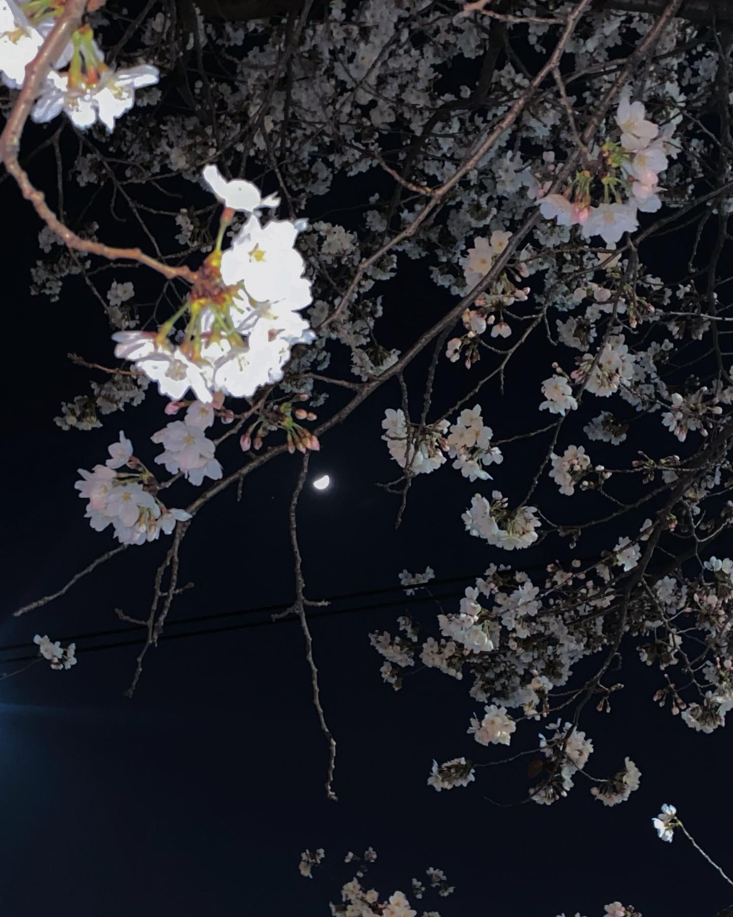 봄이당🌸🌒