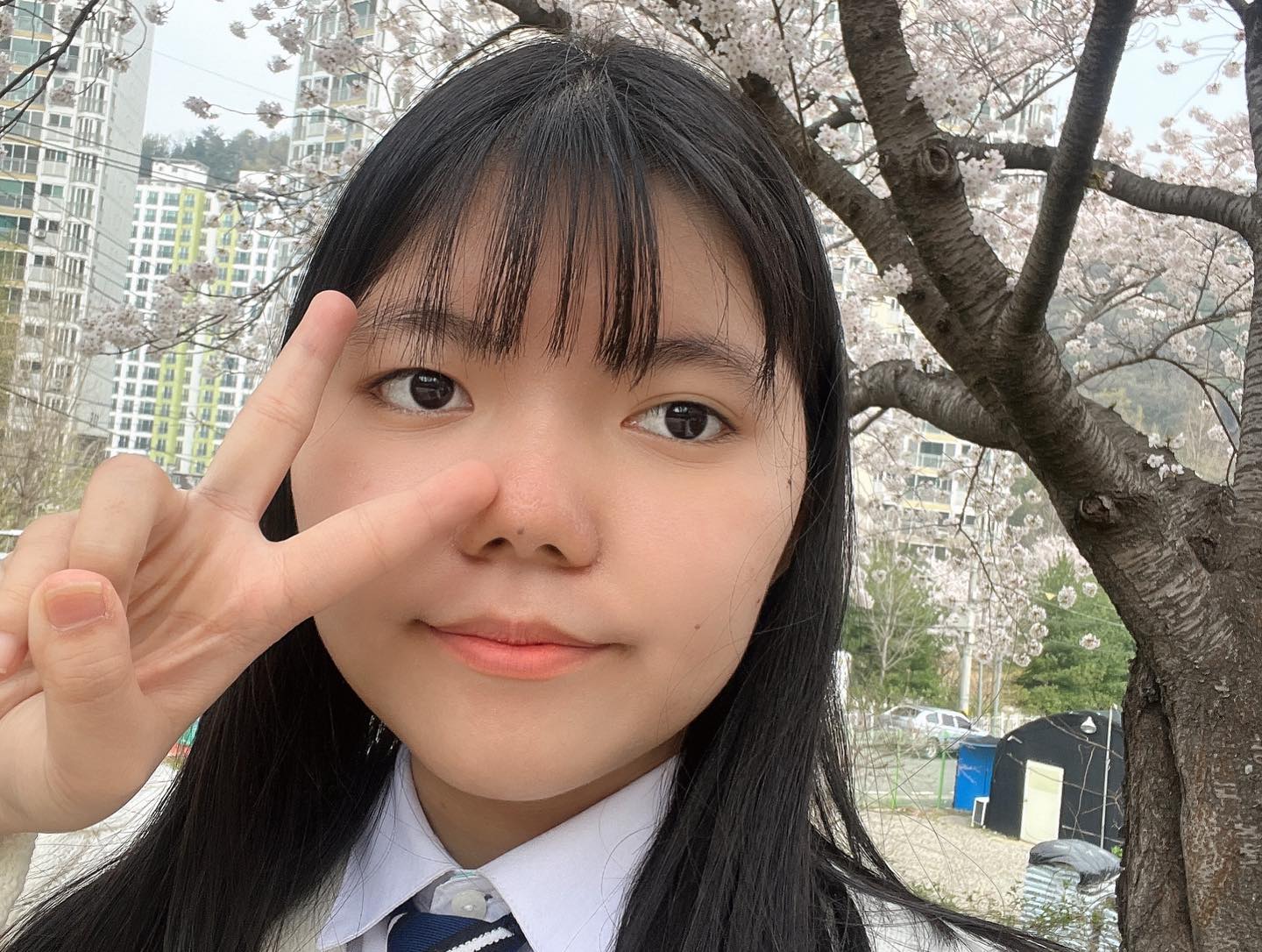 #벚꽃🌸
