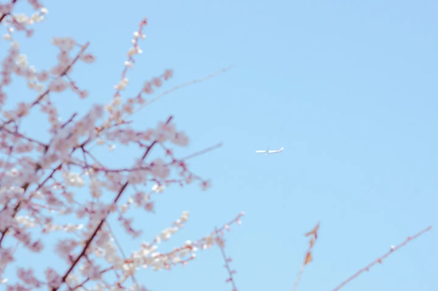 봄, 벚꽃과 비행기🌸✈️
----------------------------‐---------------------
✈️ Airbus A330-323 - HL7747
🇰🇷 flyasiana 
--------------------------------------------------
#봄 #벚꽃 #일상 #Daily #Cherryblossom #DailyLife #Asiana #AsianaAirlines #아시아나 #아시아나항공 #A333 #A330 #A330323 #A330Lovers #Airbus #AirbusLovers #사진 #Photography #비행기 #Airplane #취미 #Hobby #aviation #aviationlovers #aviationspotter  #aviationphotography #airplanephotography #avgeek #airplanelovers #aviationgeek