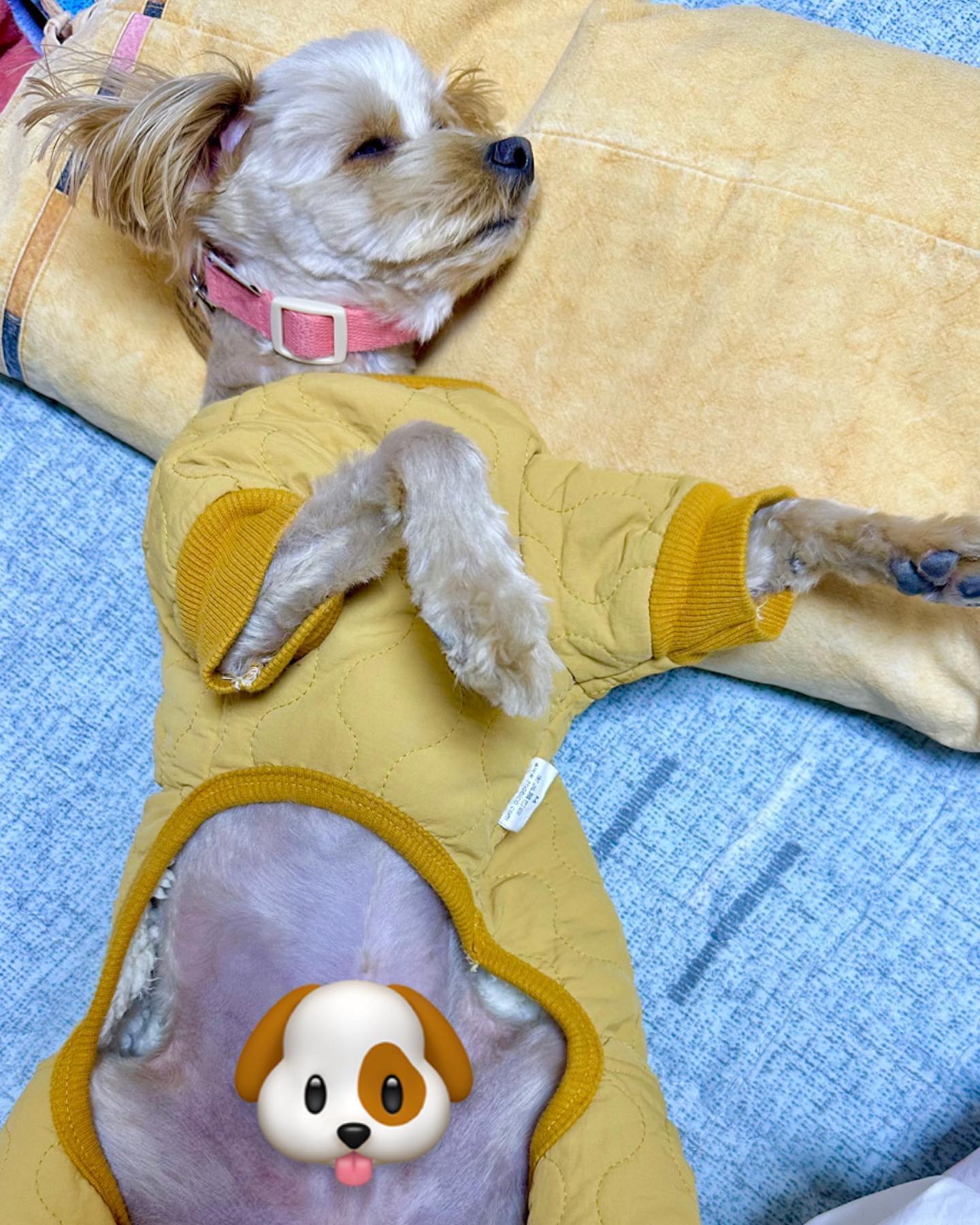 맨날 시고르 뛰뛰하는 뽀뤼는 할무이자리에서 #개기절
푸핰ｦヲｦヲｦヲｦヲｦヲｦヲｦヲｦヲｦヲｦヲｦヲｦヲｦ