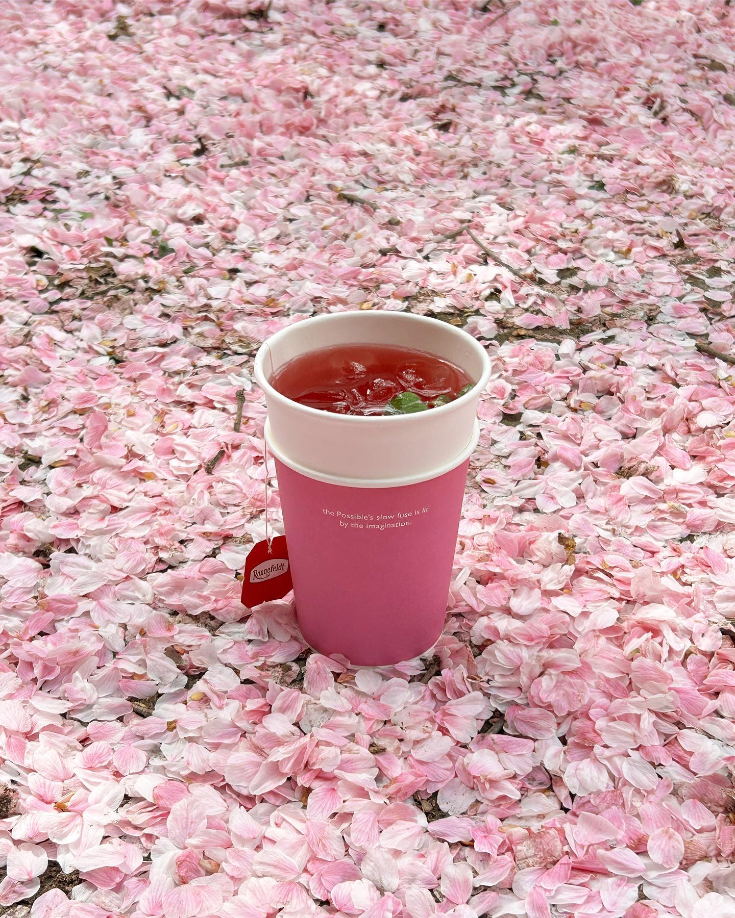 떨어진 벚꽃도 져아 🌸💕