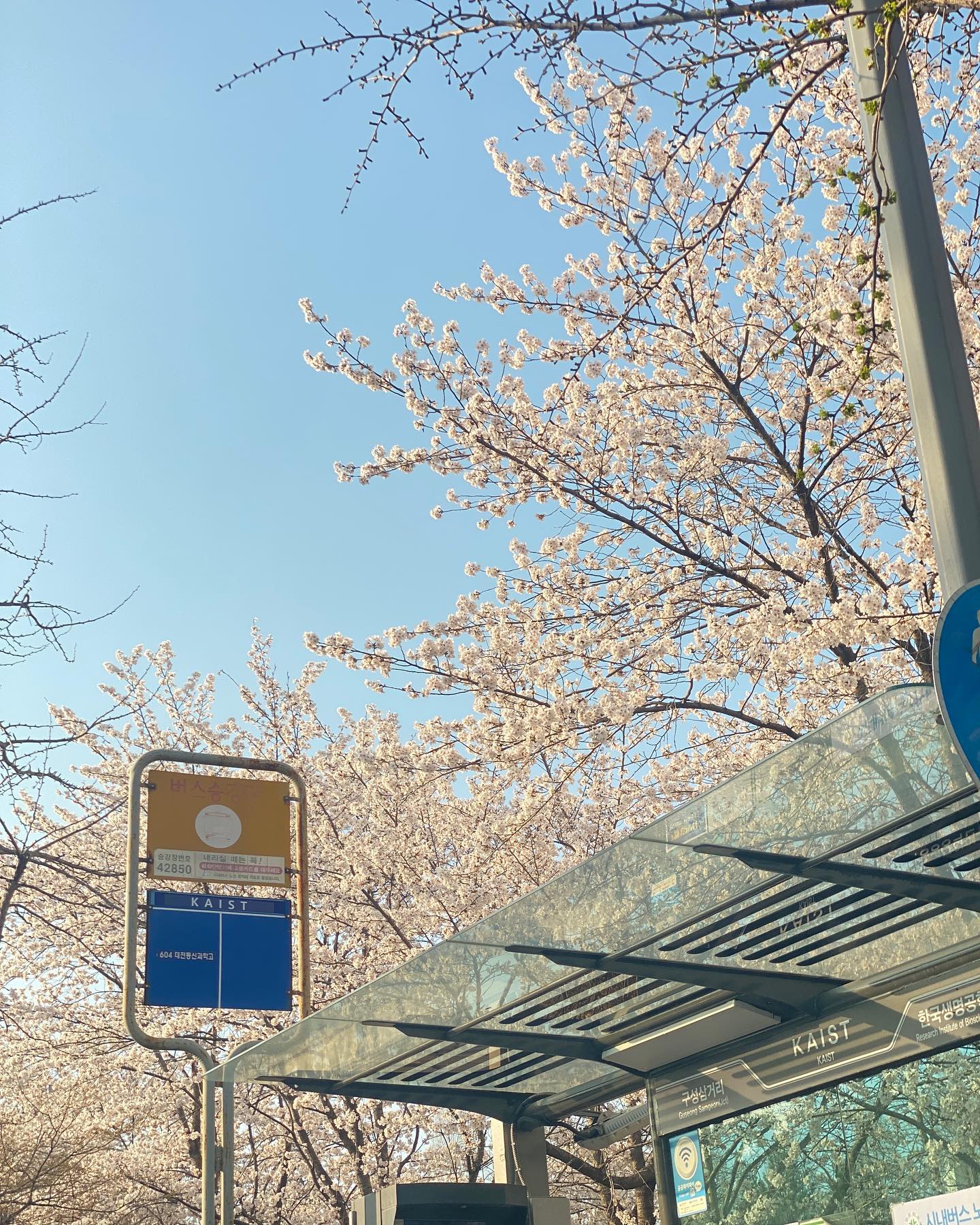 예쁜 출근길 🌸🌿