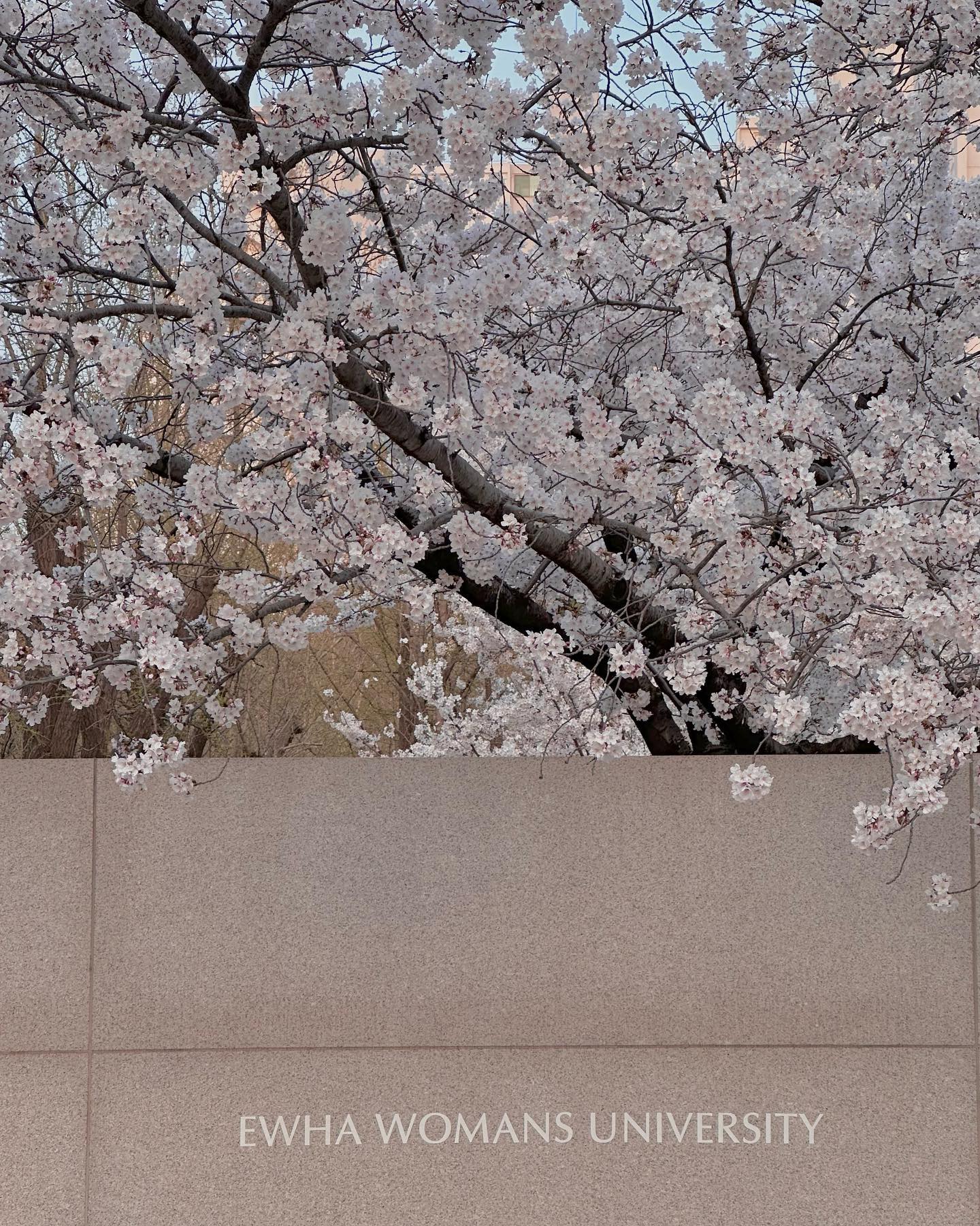 너무예쁜 학교 벚꽃스팟🌸