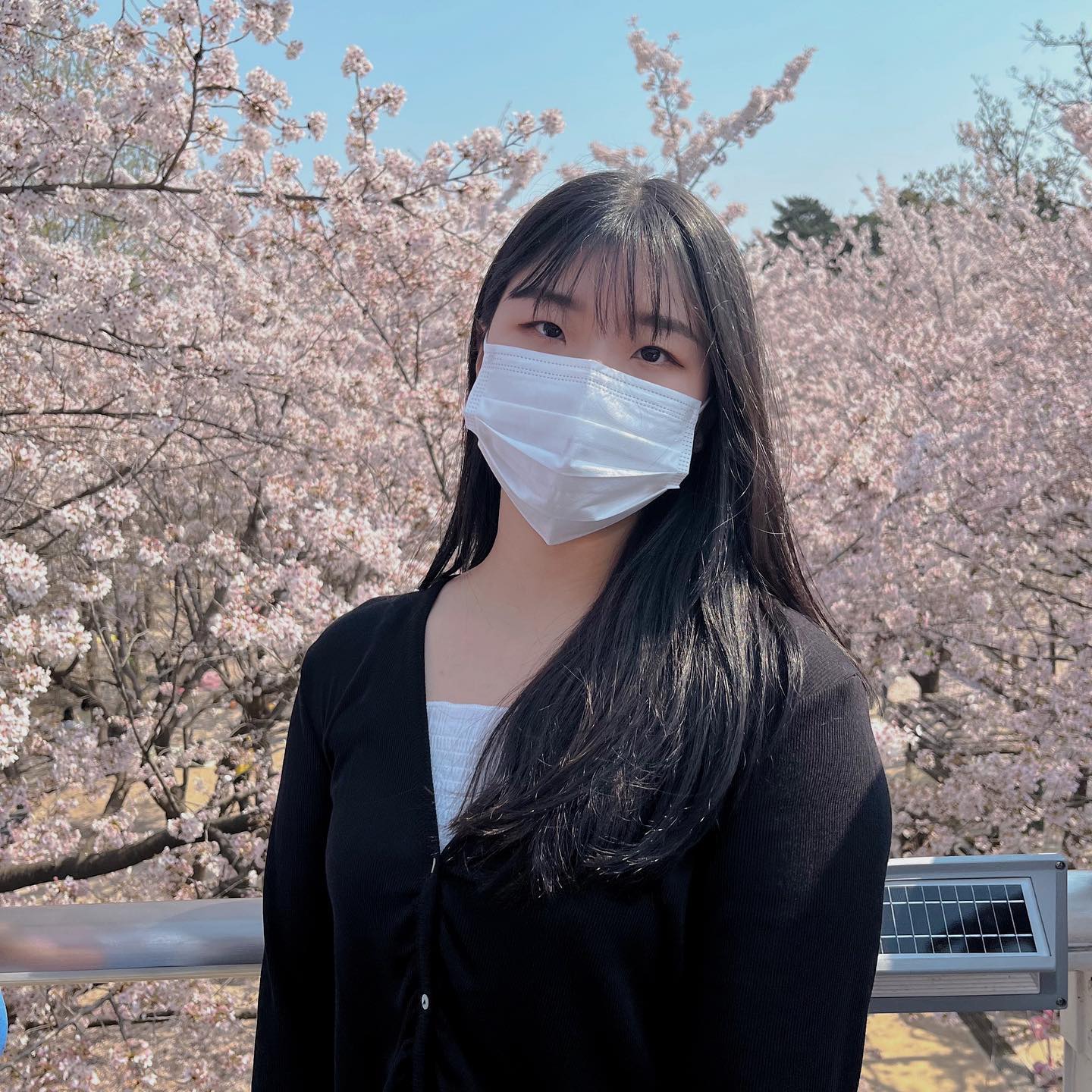 벚꽃