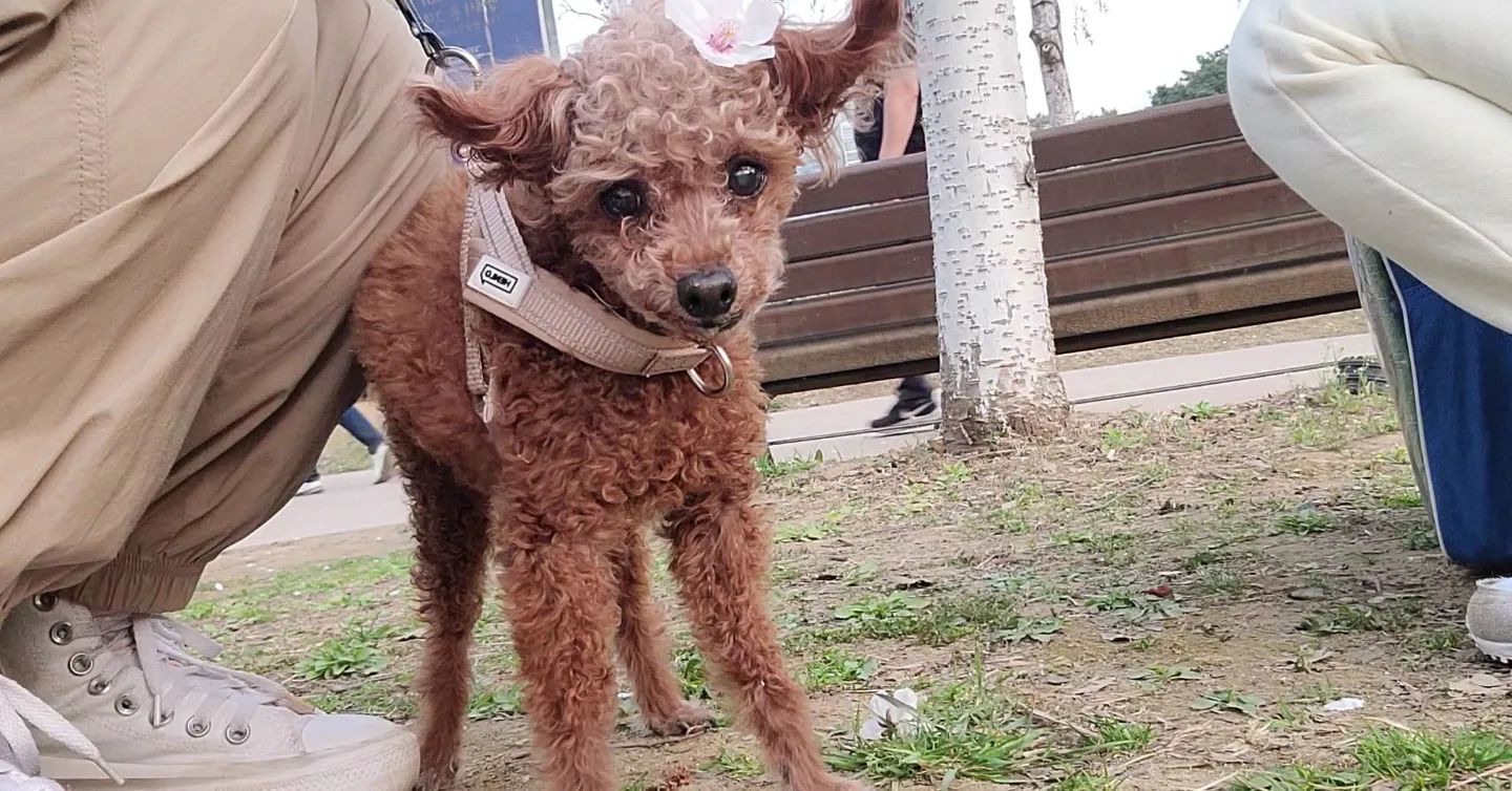 기염둥이 오늘 꽃놀이 다녀옴