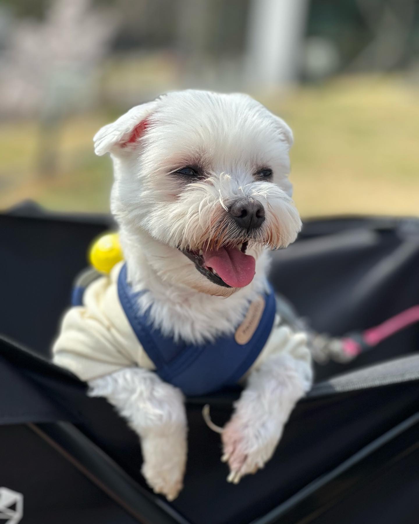 견생 첫 캠핑 나간 땡이🐶

말도 제일 안듣고, 제일 예민하지만 
웃을 때 가장 예쁜 내새끼💗

이제 콧바람 쐬러 자주 가자🏕️