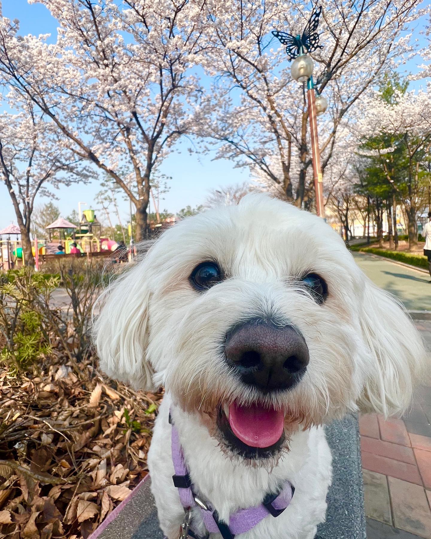 ฅ^•ﻌ•^ฅ