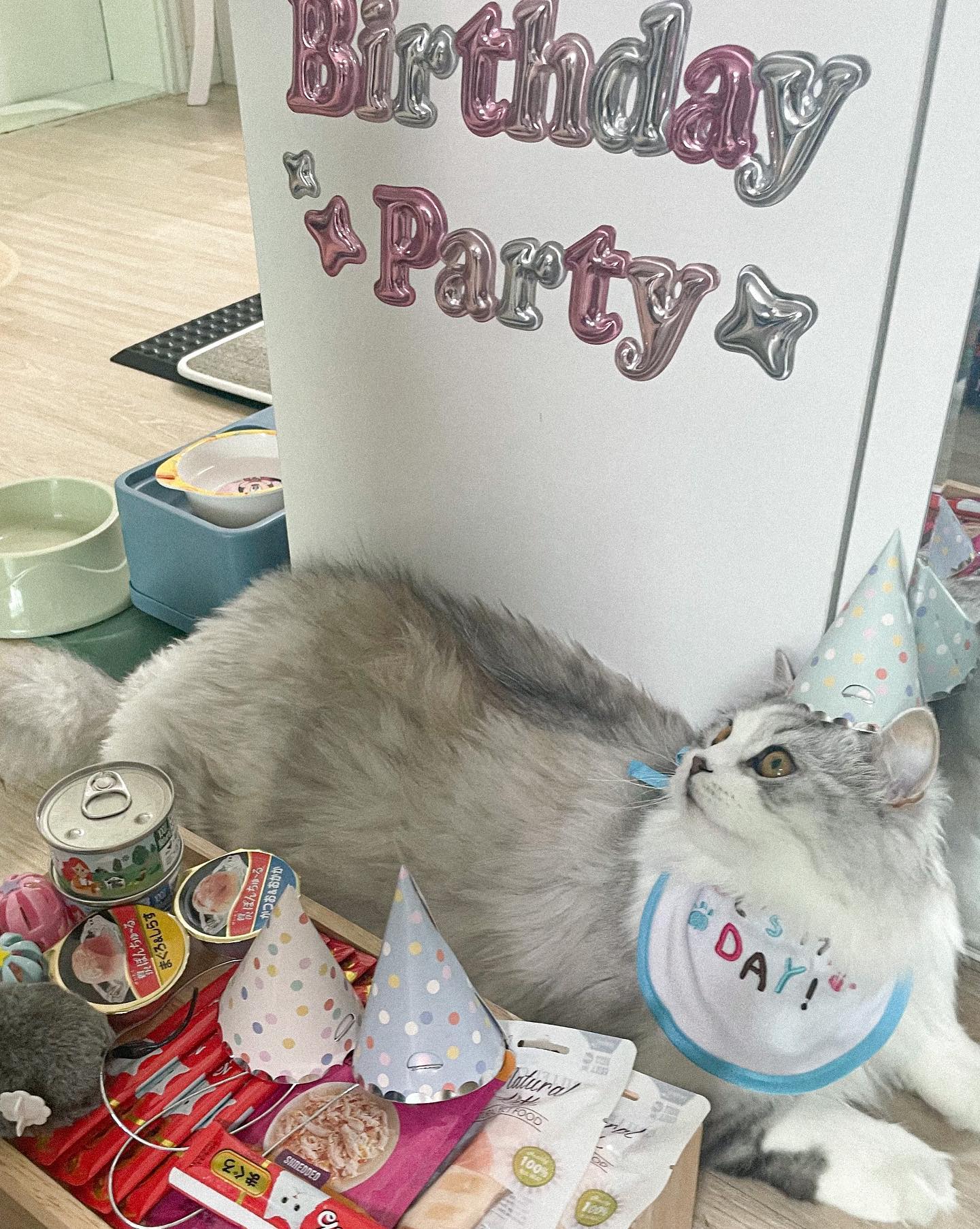 막냉이 돌잔치 🎉🎊🎁
형 누나도 안해준거 처음으로 해준다 라다얌 아프지말고 더 이쁘게 쑥쑥 크세요 🤍

Ps. 꼬깔씌워서 냥꼬라지