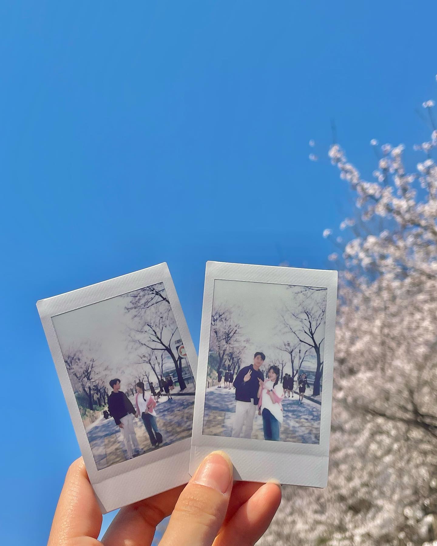 🌸🌸