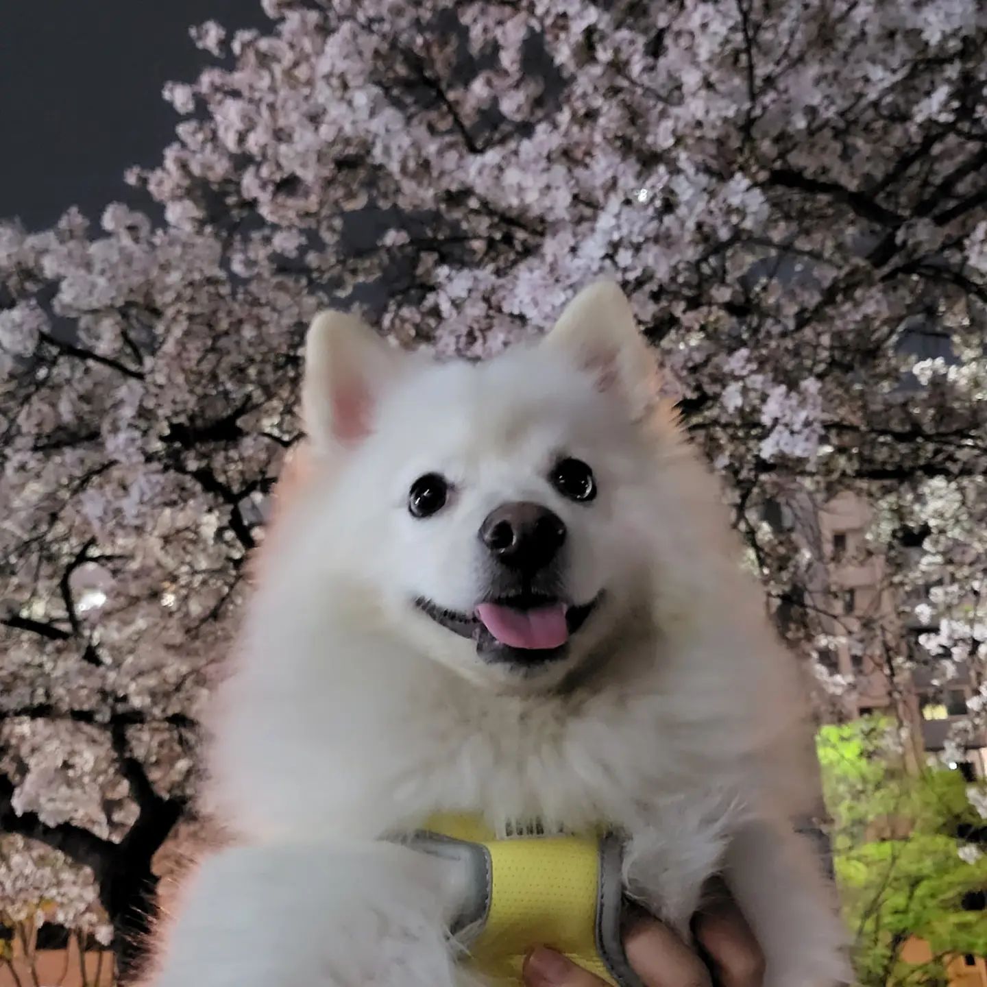 꽃강아지