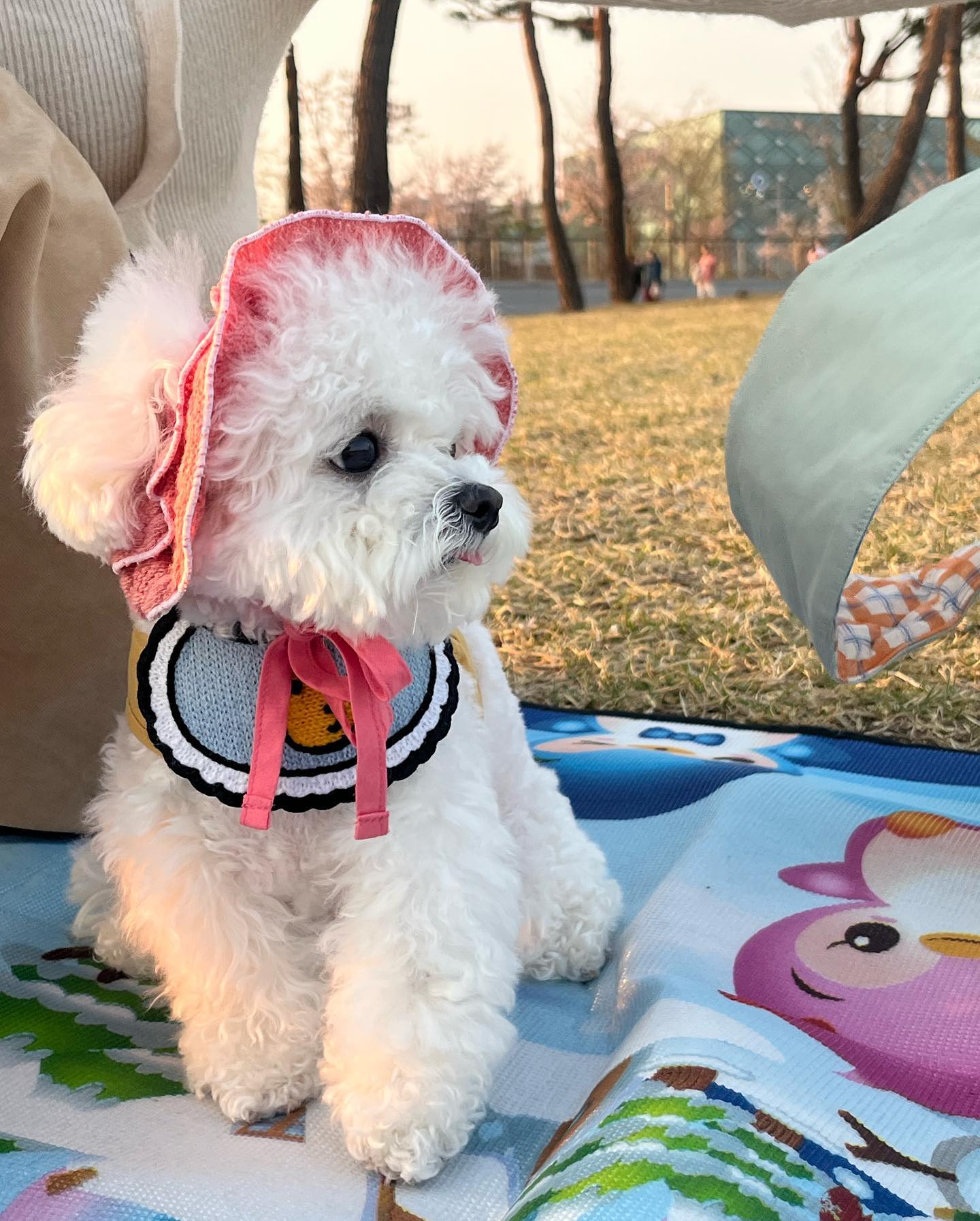 박푸푸 고만 귀여워라 ? 🐾