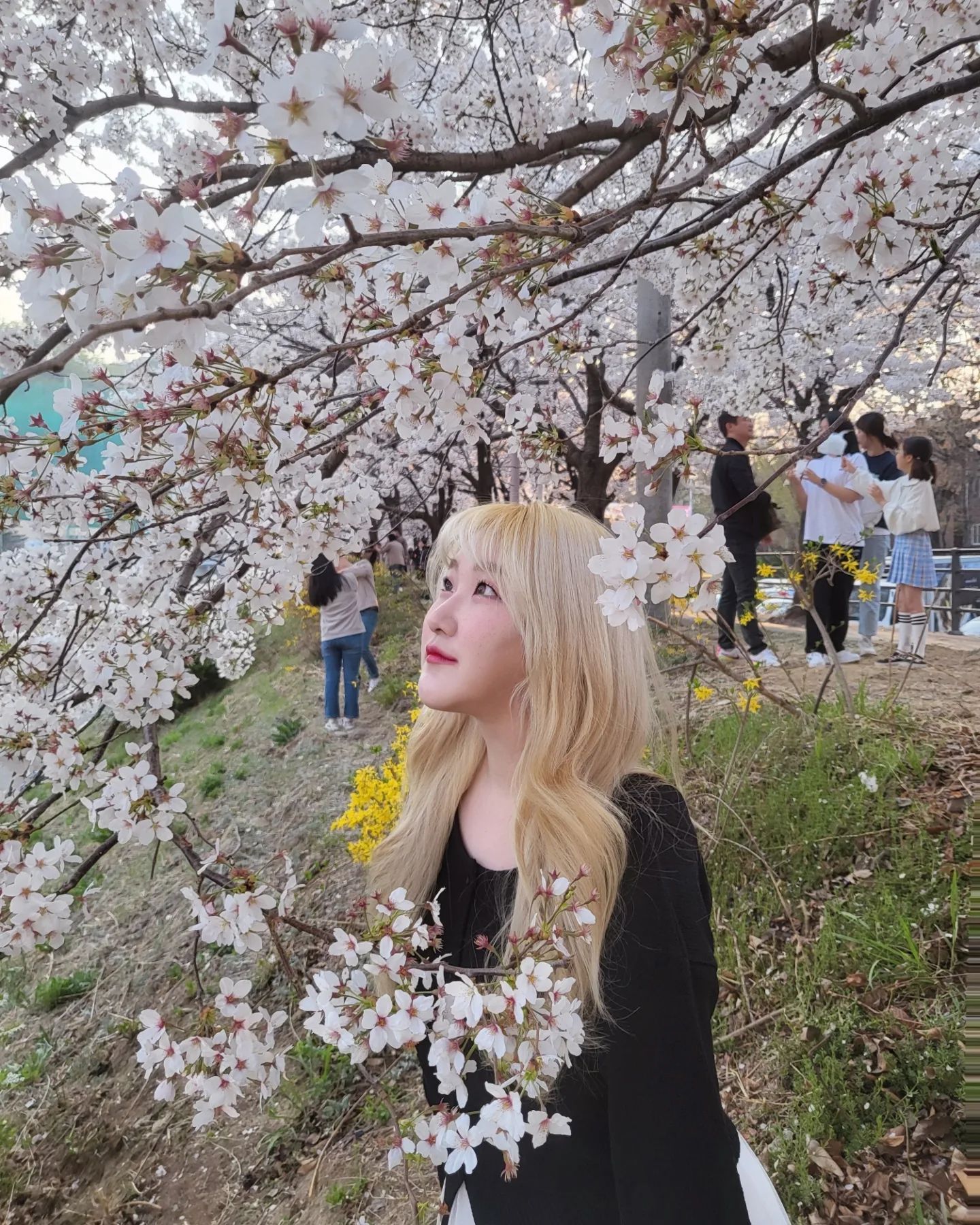 비오기전 급하게 즐긴 벚꽃놀이🌸