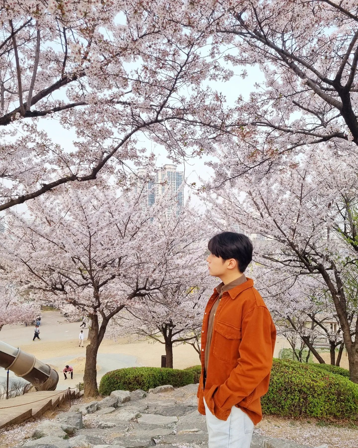 🌸 벚꽃 🌸 막차 탑승하기