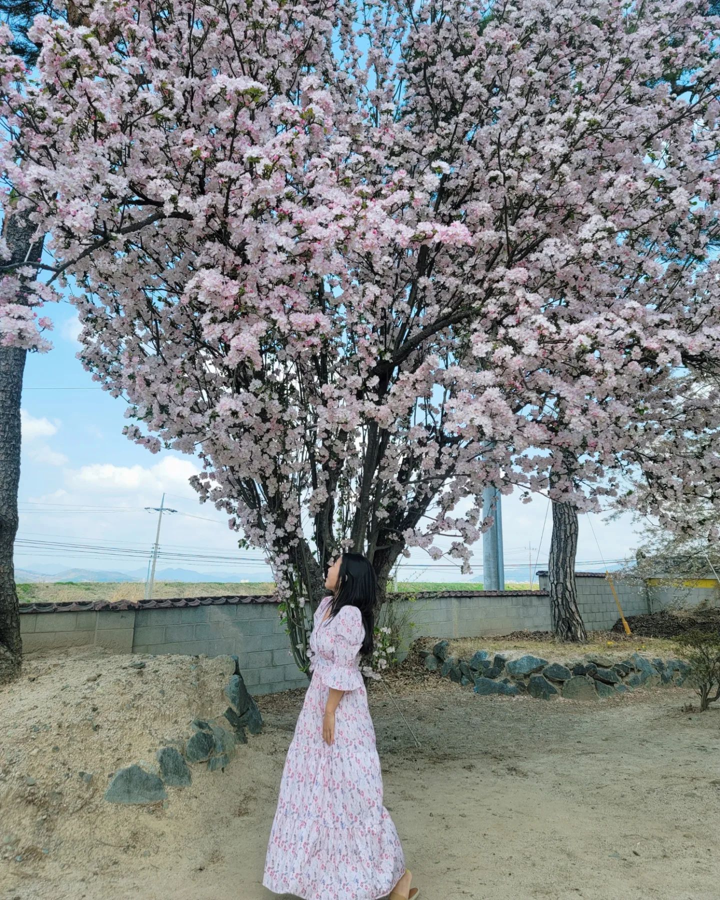 #경주여행

찰보리빵 사러 들른 휴게소에서 만난 너무 예쁜 꽃나무🌸
벚꽃은 아닌거 같고 이미지검색으로는 참철쭉이라고 나오는데, 철쭉이 벌써 피나요?
뭐든 여기 진짜 너무 예뻐요🩷
찰보리빵 들고 신나서 열심히 찍어댔네요ㅋㅋ

📍경주IC 올리기 직전 오르골 뭐시기 있는 휴게소 
전기차충전소 뒷쪽에 꽃들이 예쁘게 피어있어요.
