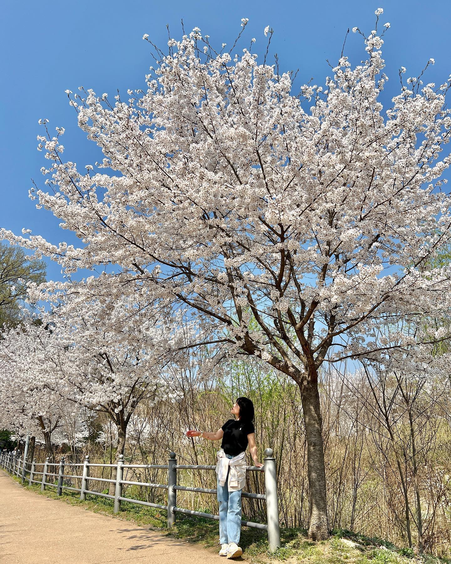 #벚꽃