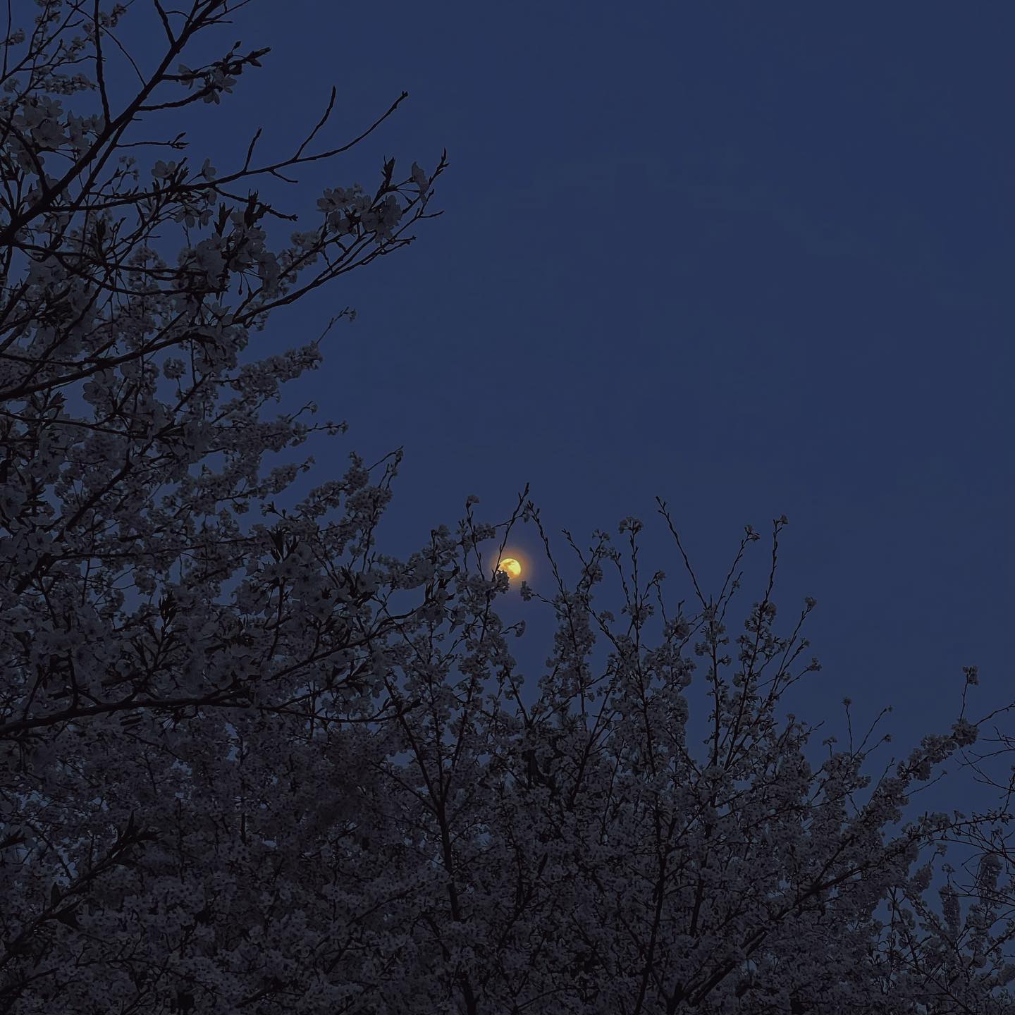 🌸🌕