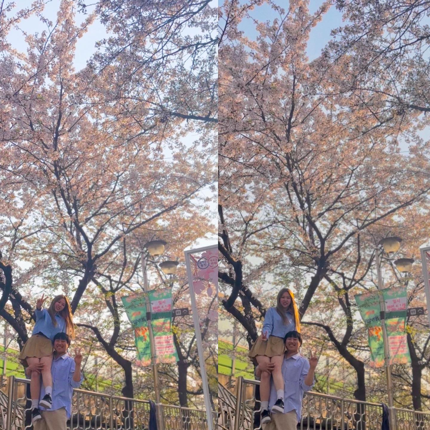 벚꼬ㅊ~🌸