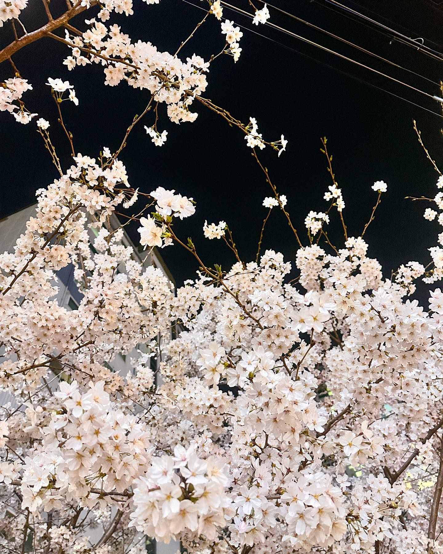 🌸