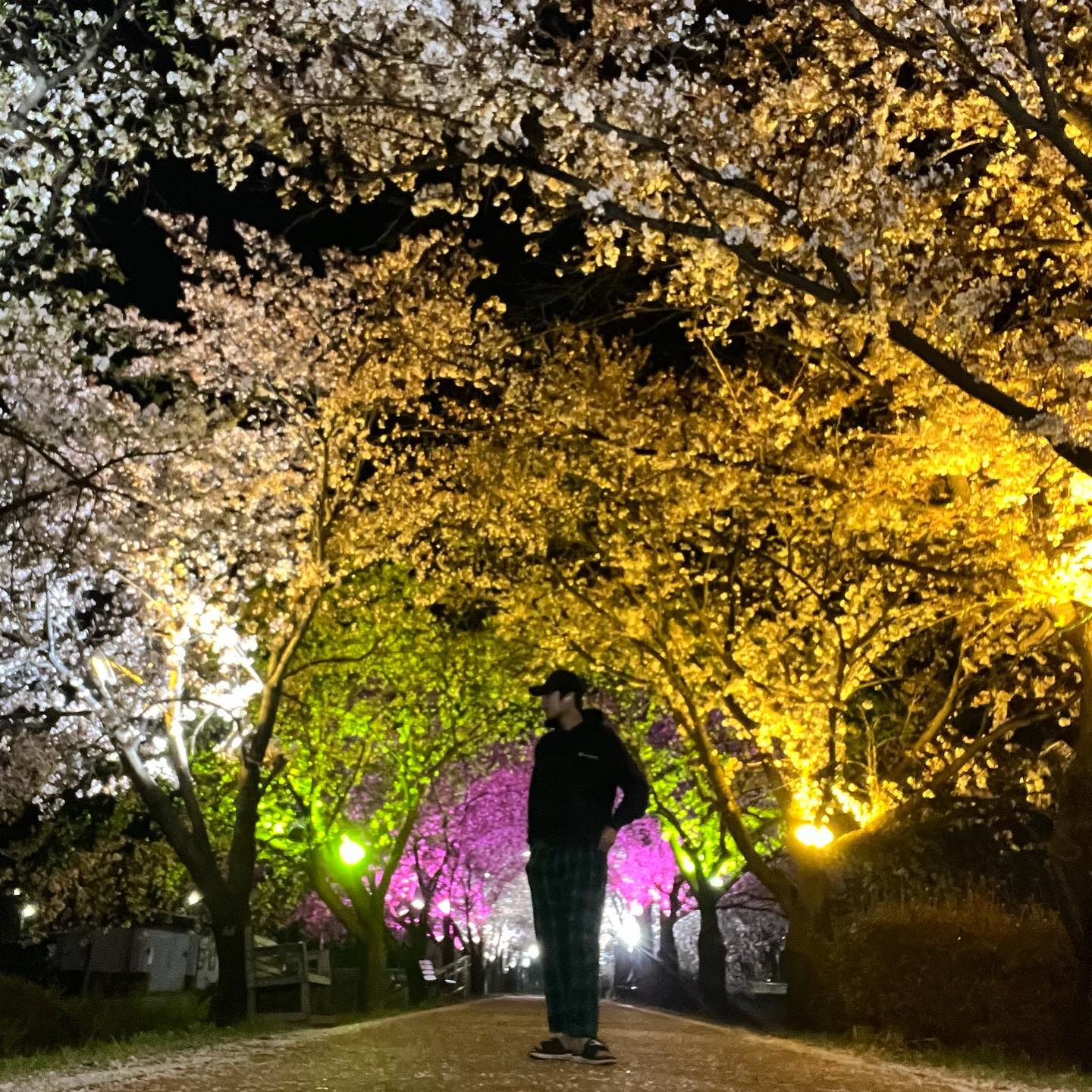 찐 벚꼬ㅊ 막차