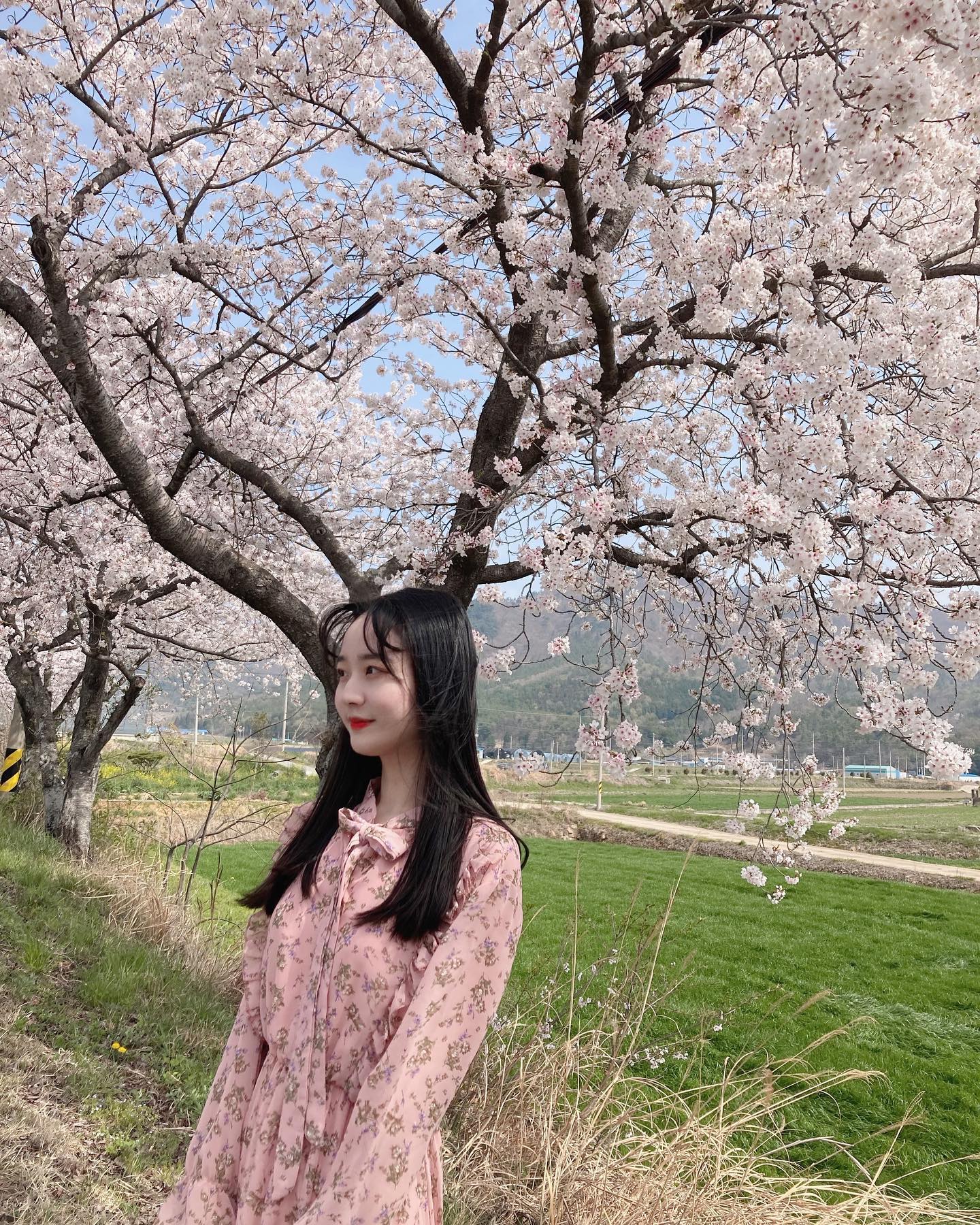 올해도 벚꽃🌸♥️